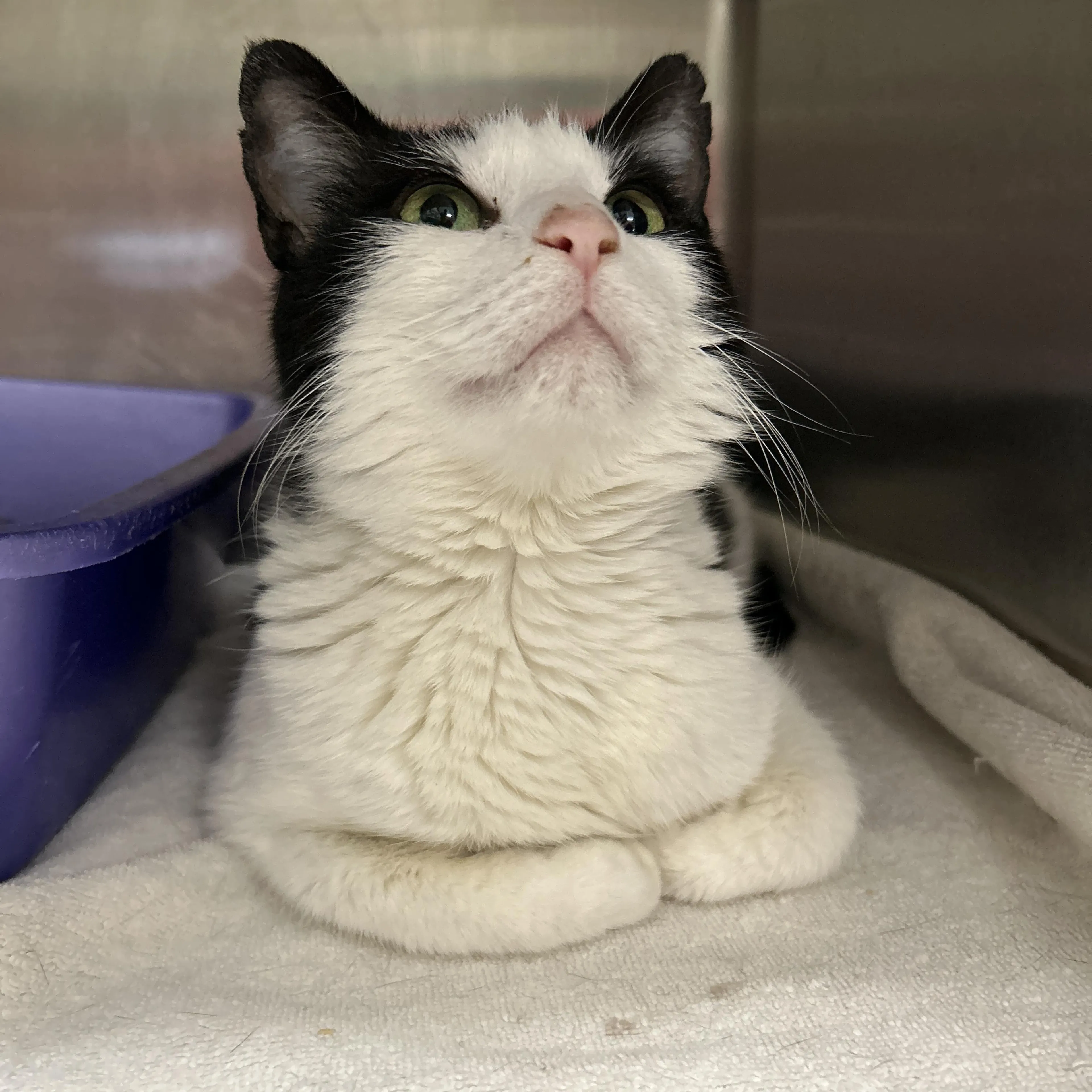 Found pet-1