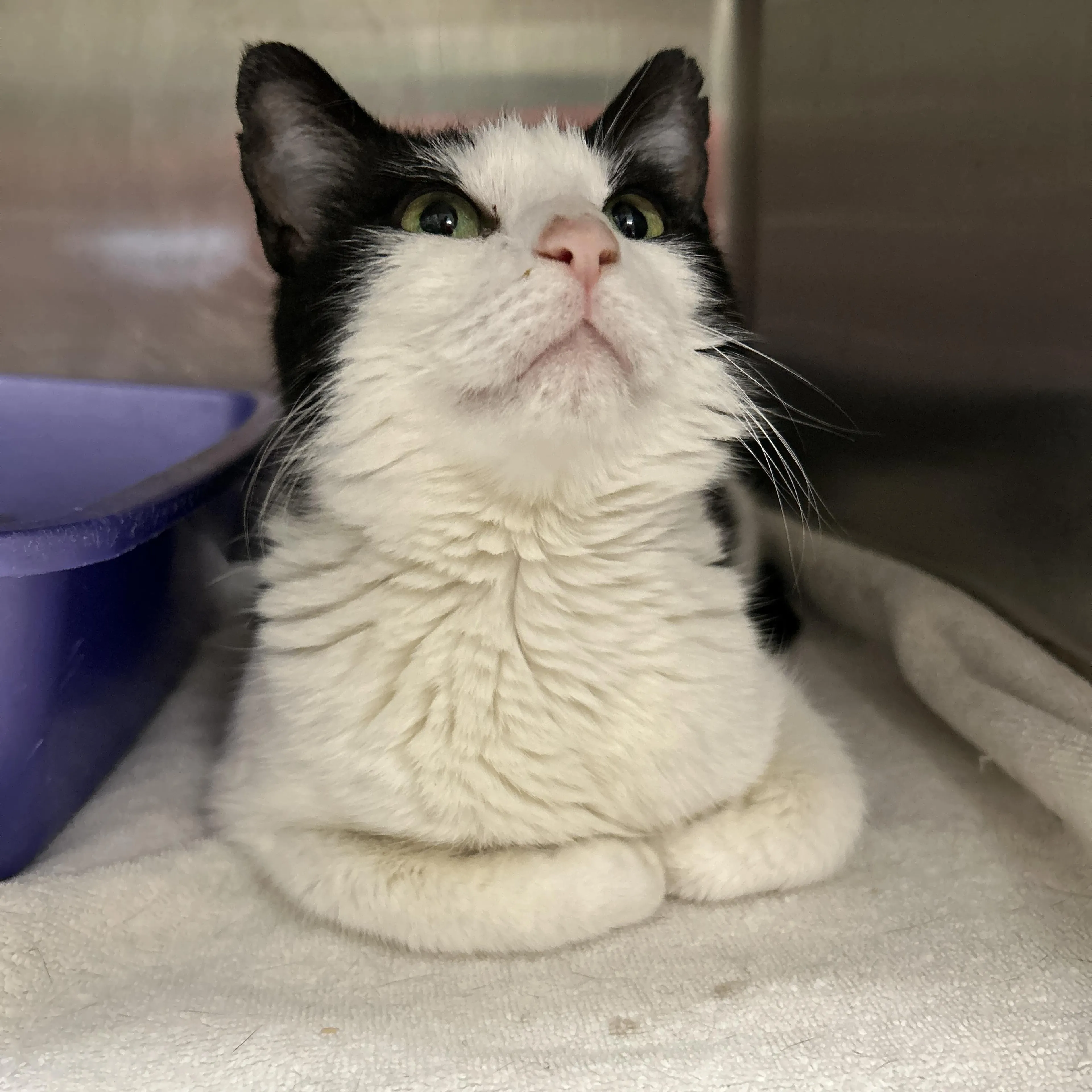 Found pet-5