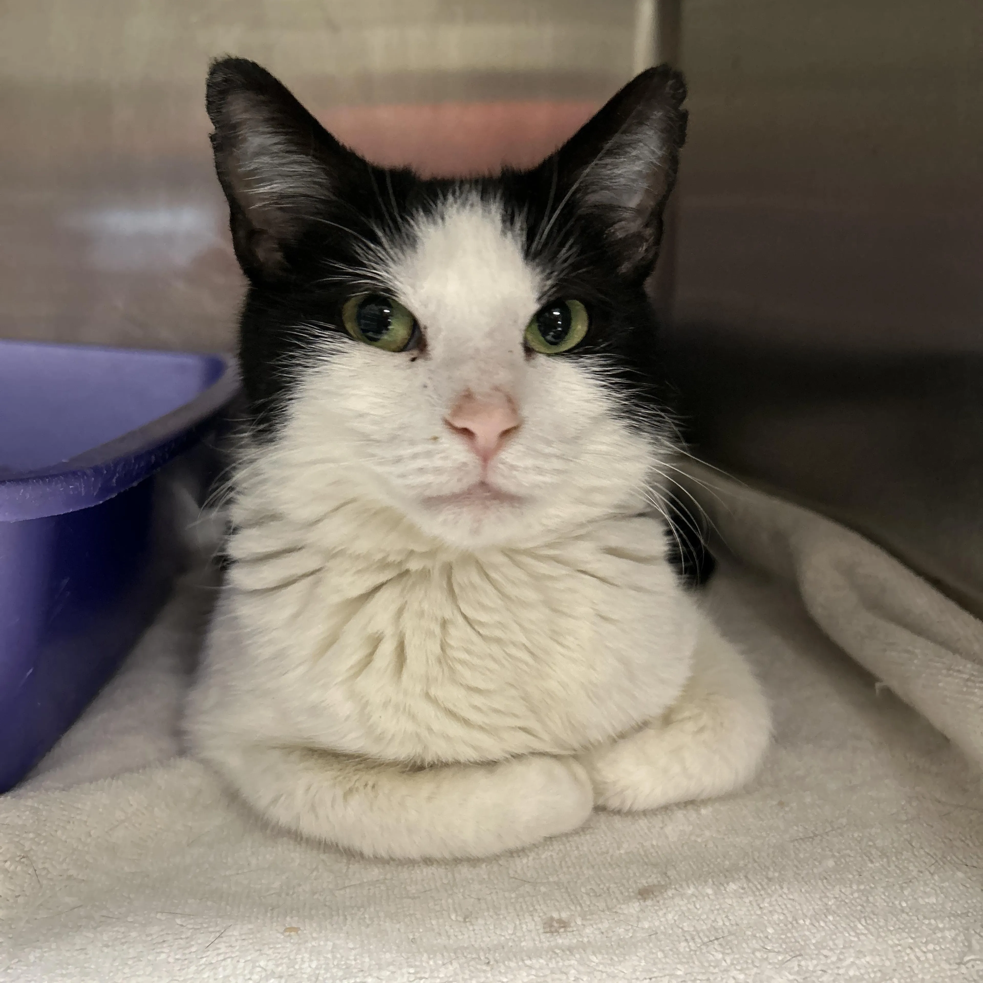 Found pet-3