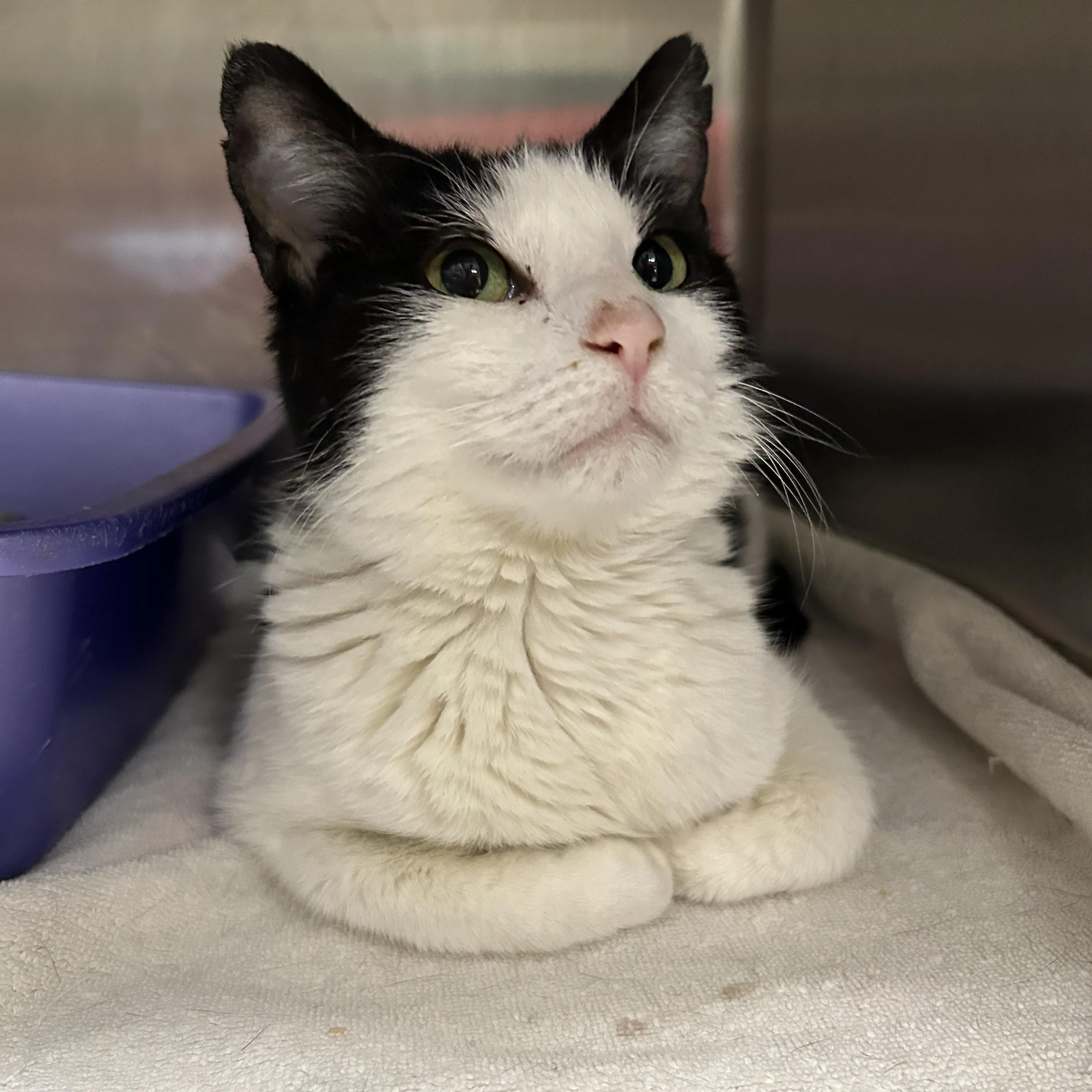 Found pet-4