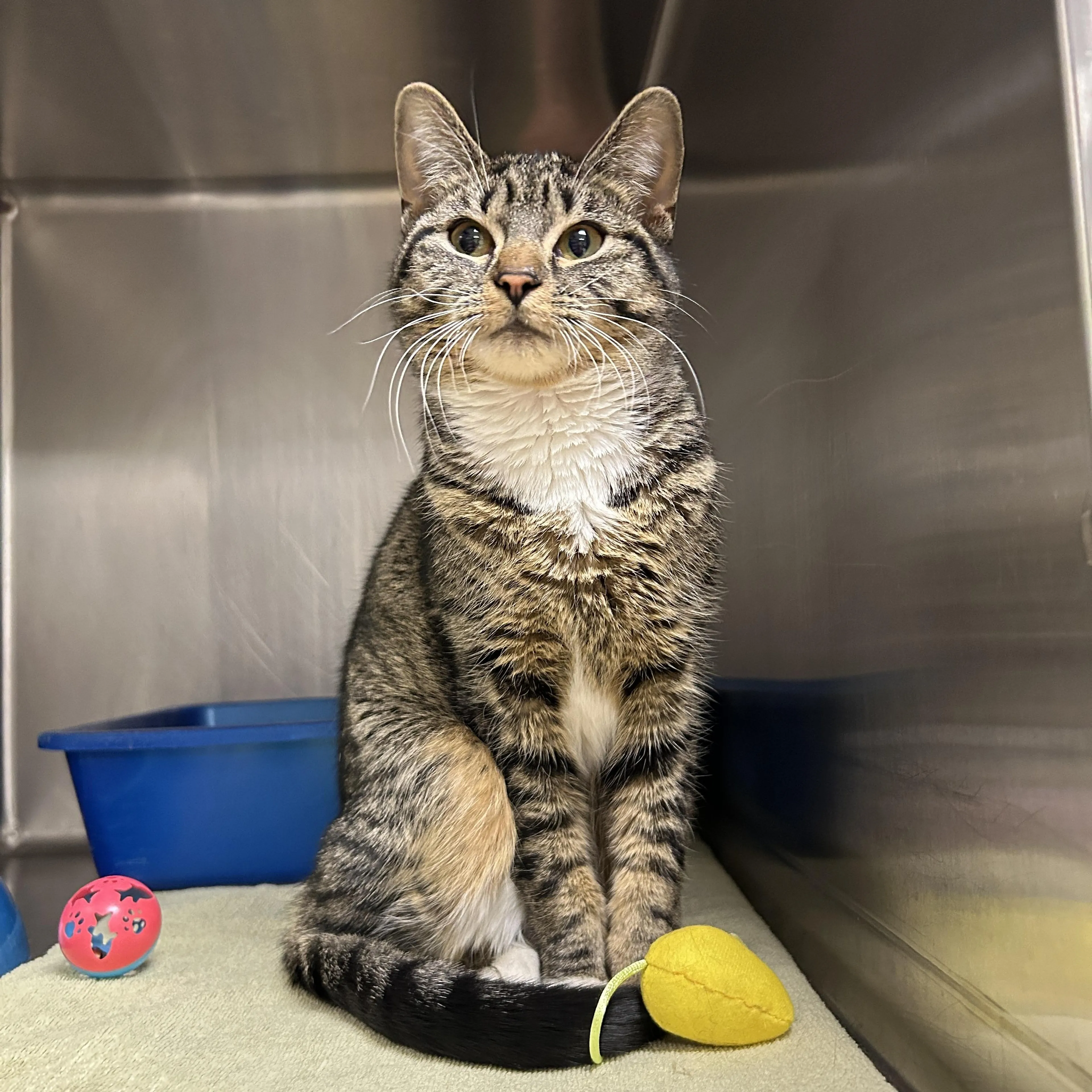 Found pet-1