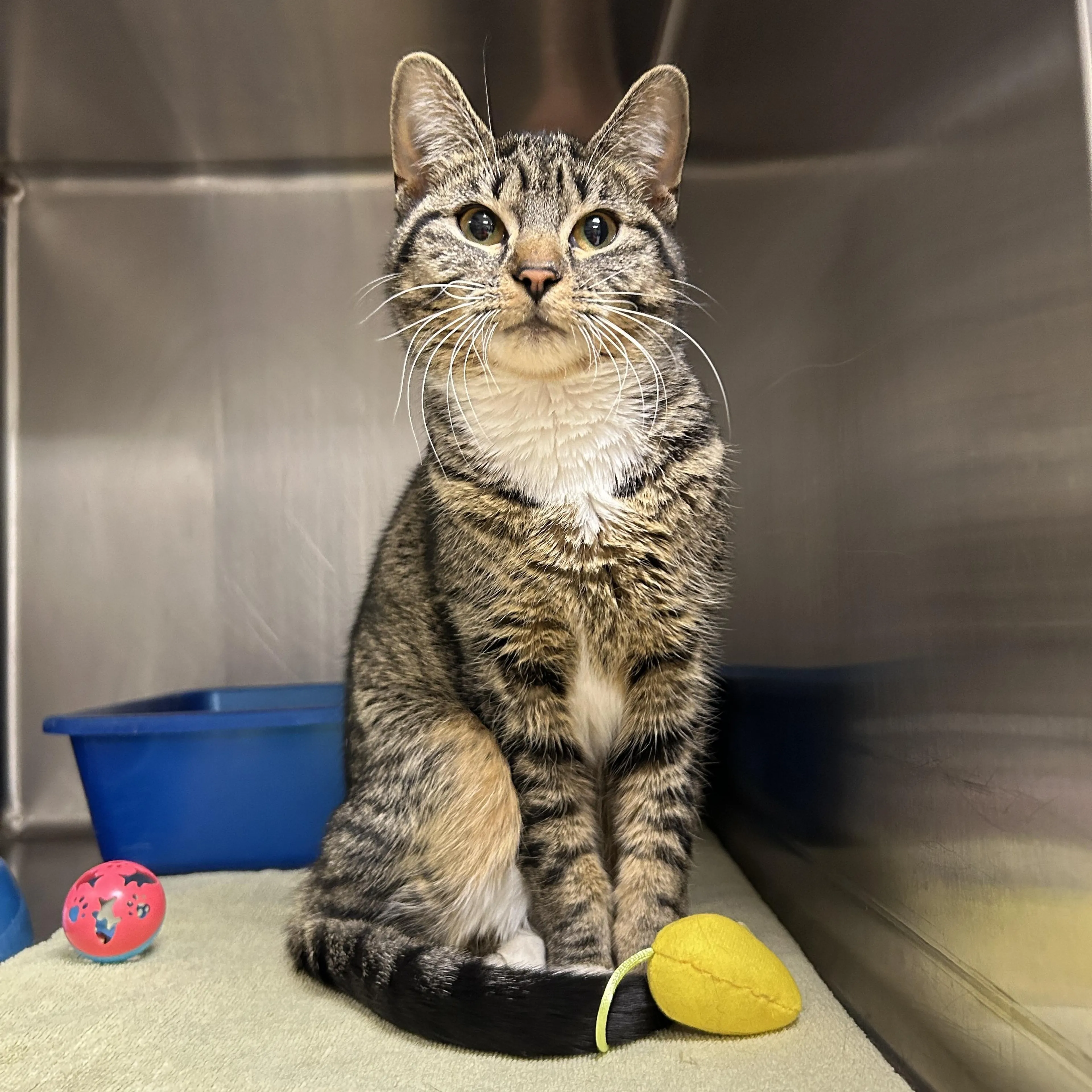 Found pet-3