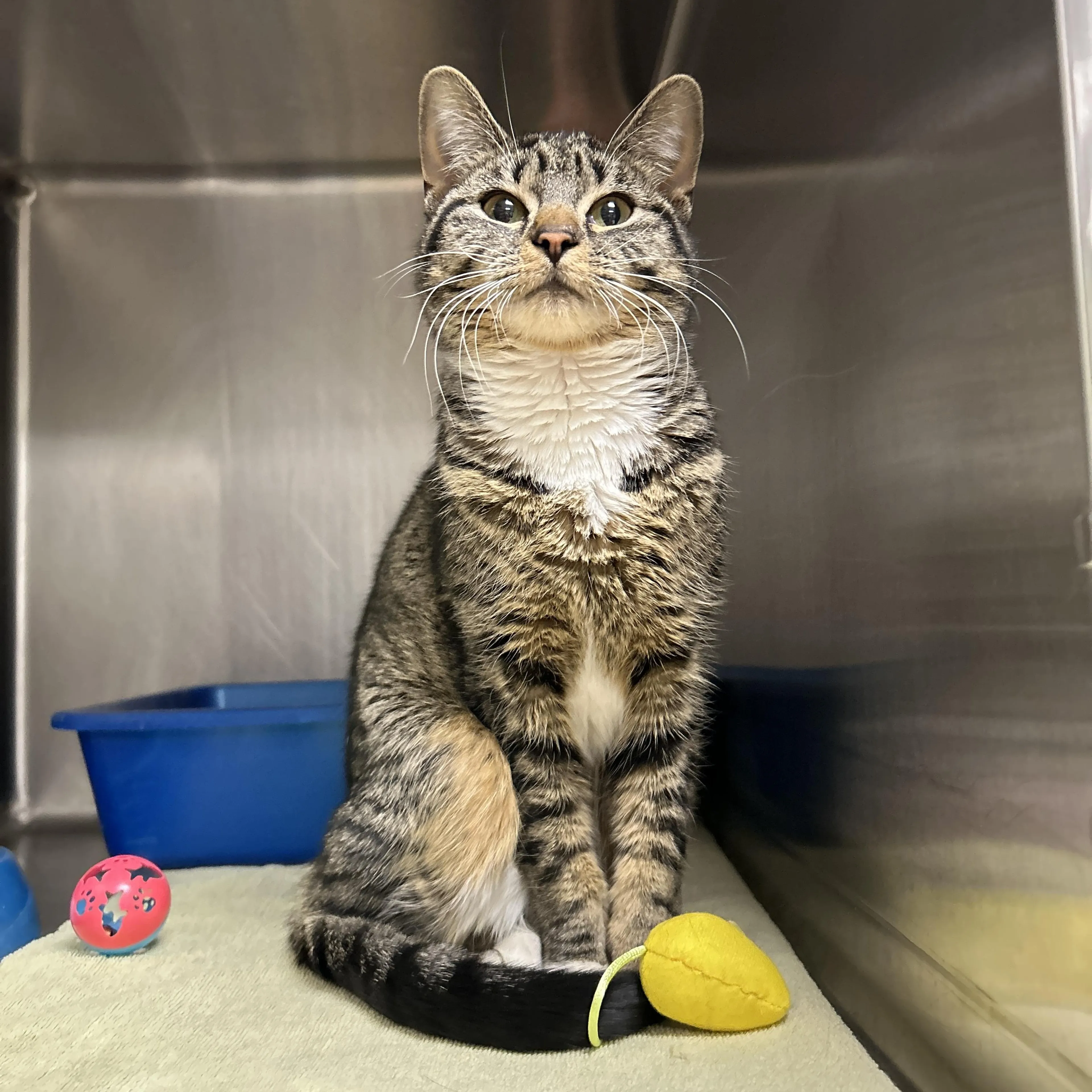 Found pet-4