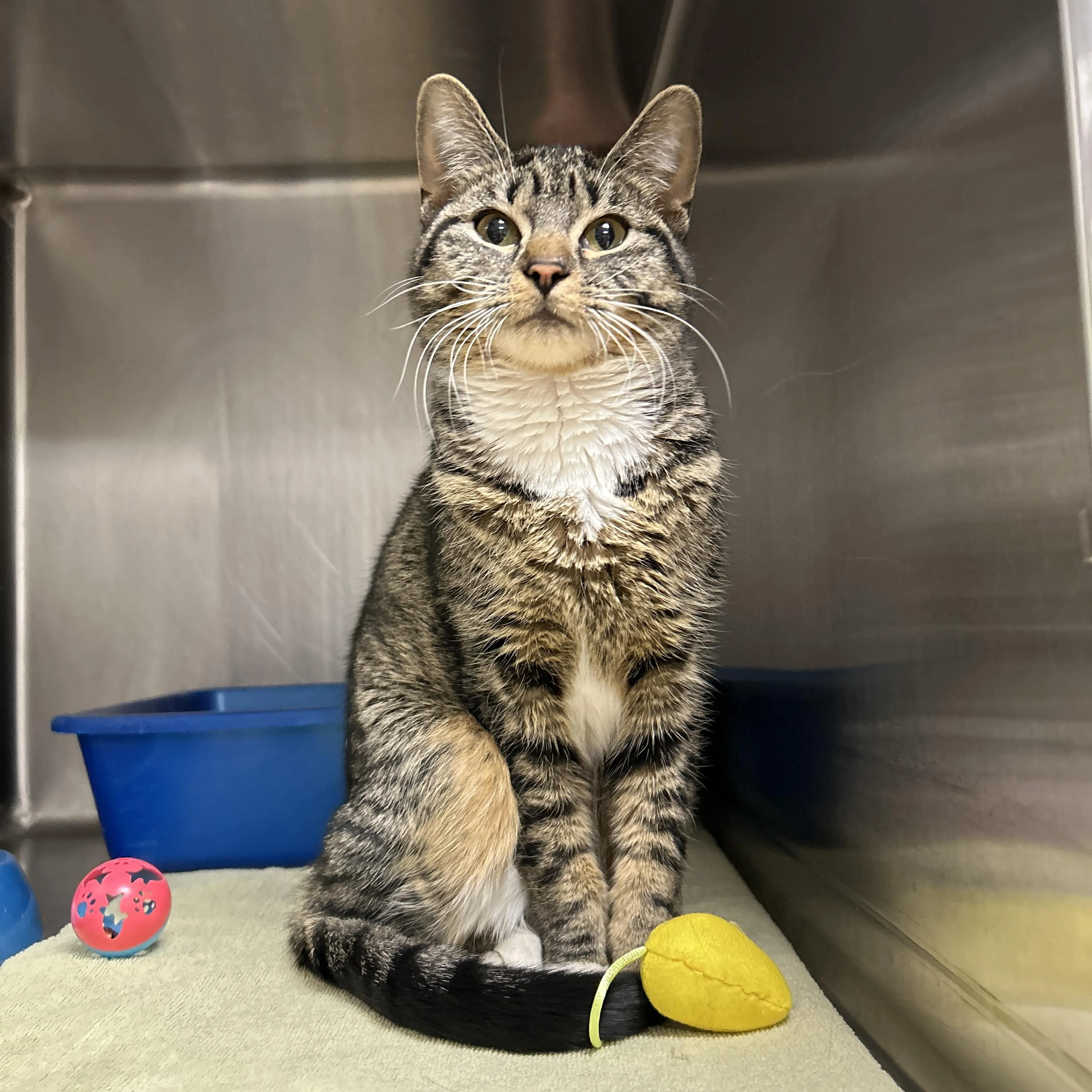 Found pet-5