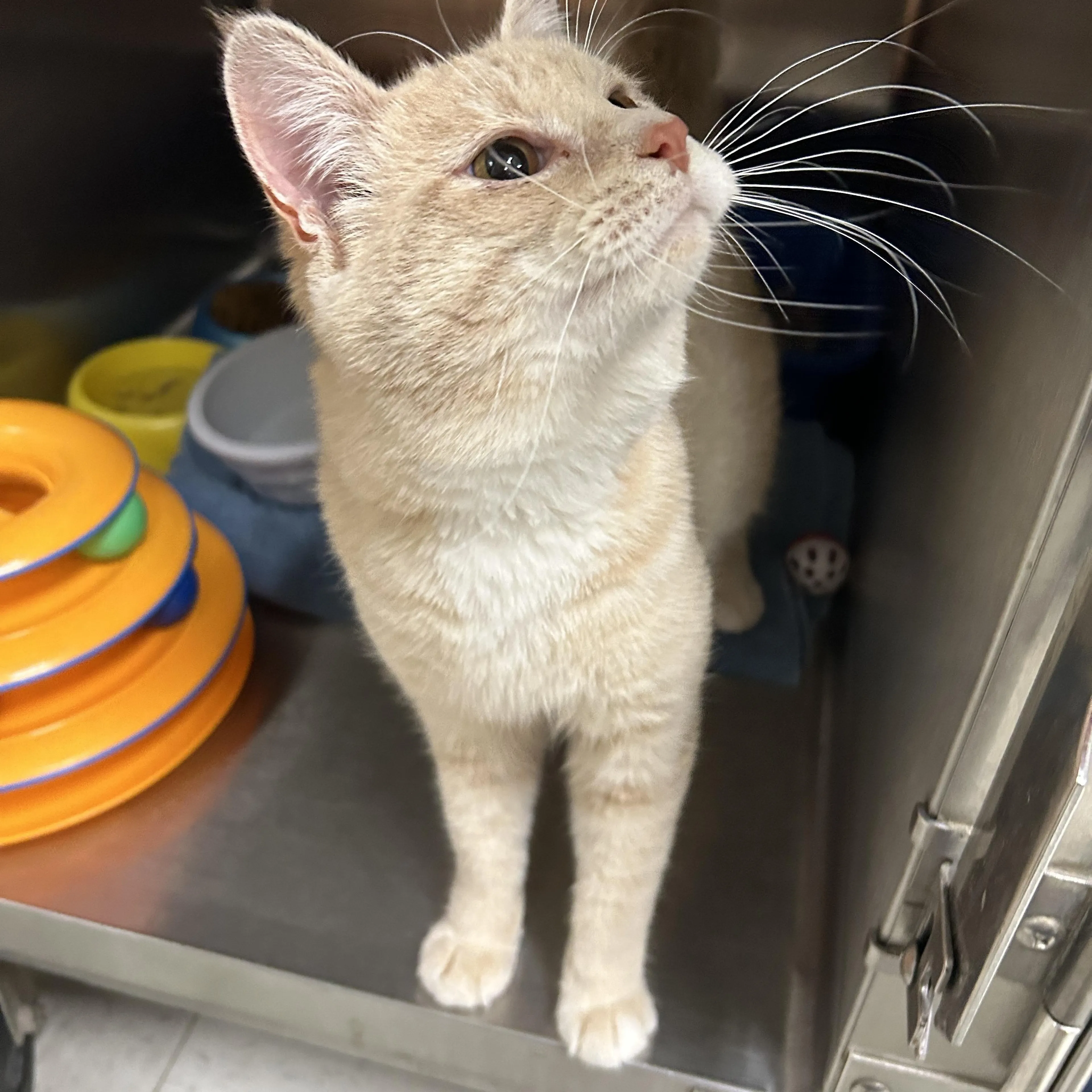Found pet