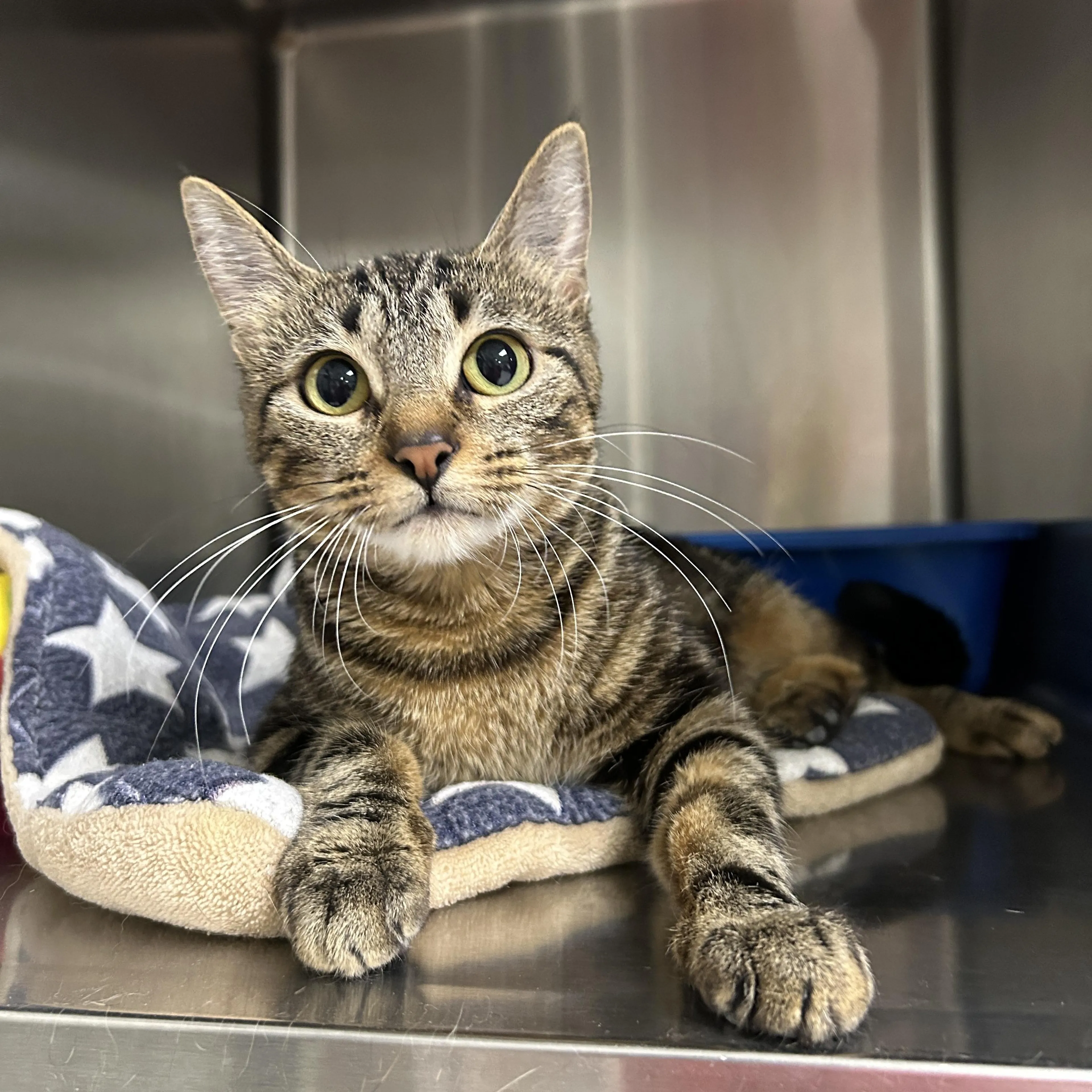 Found pet-2