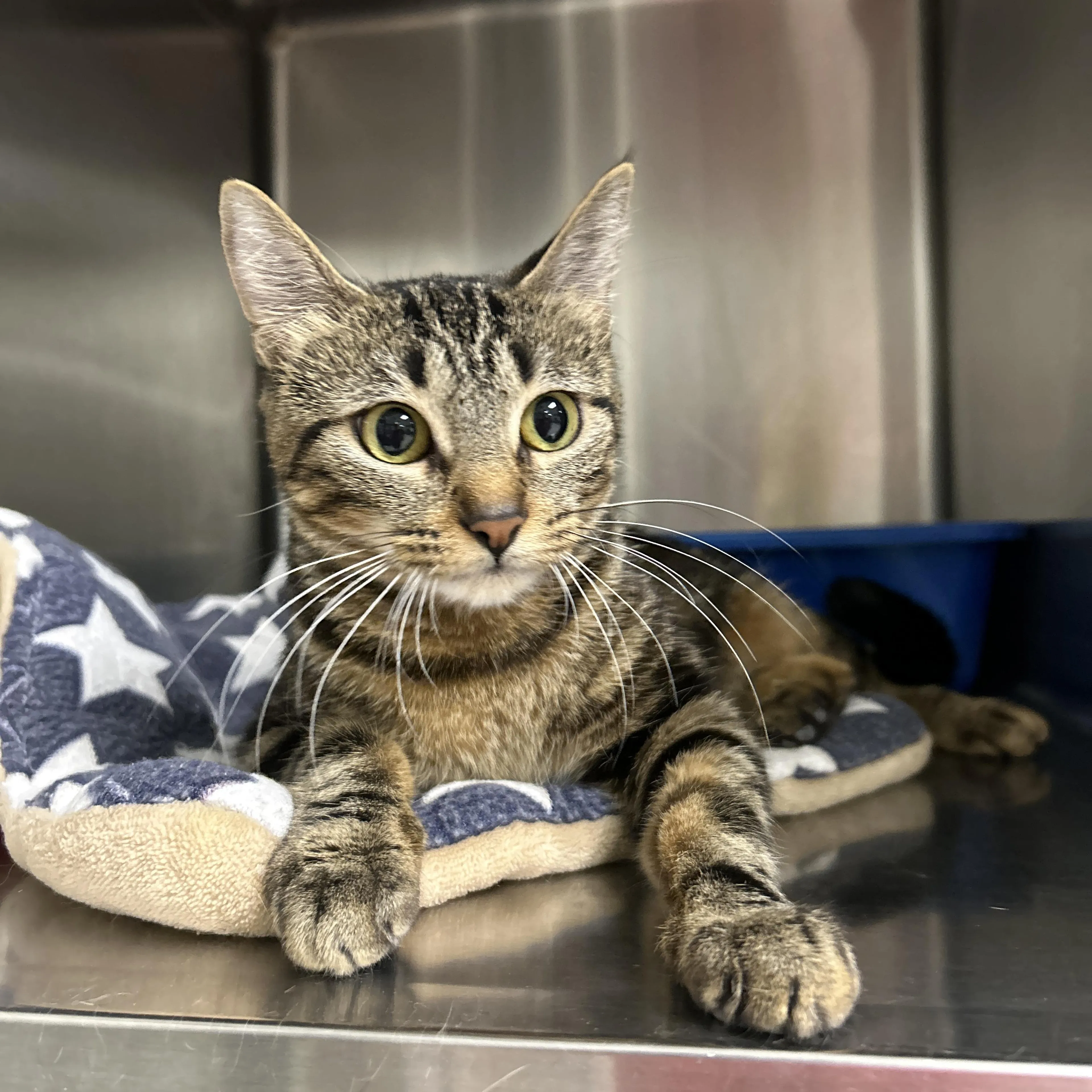 Found pet-1
