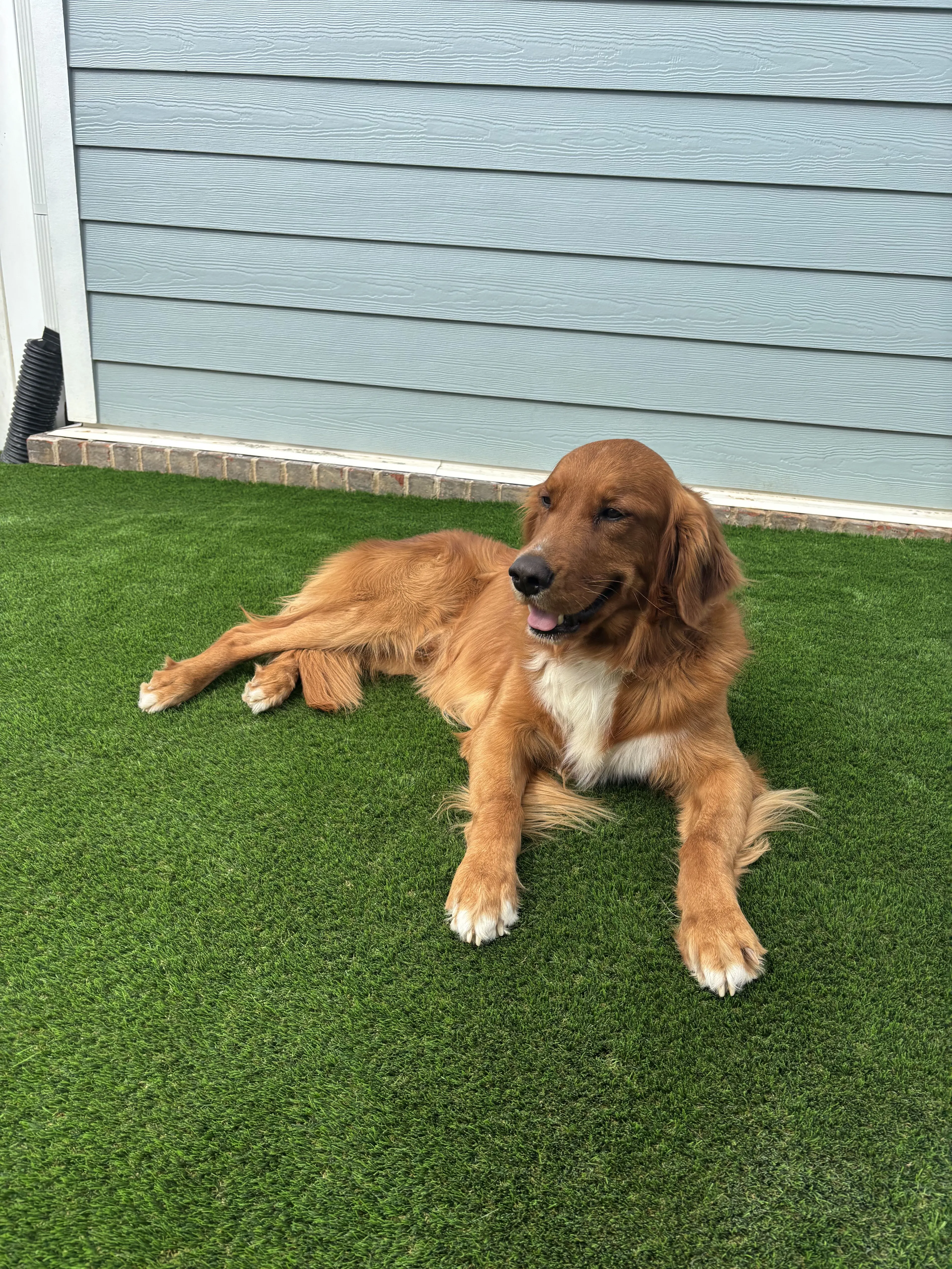 Lost pet