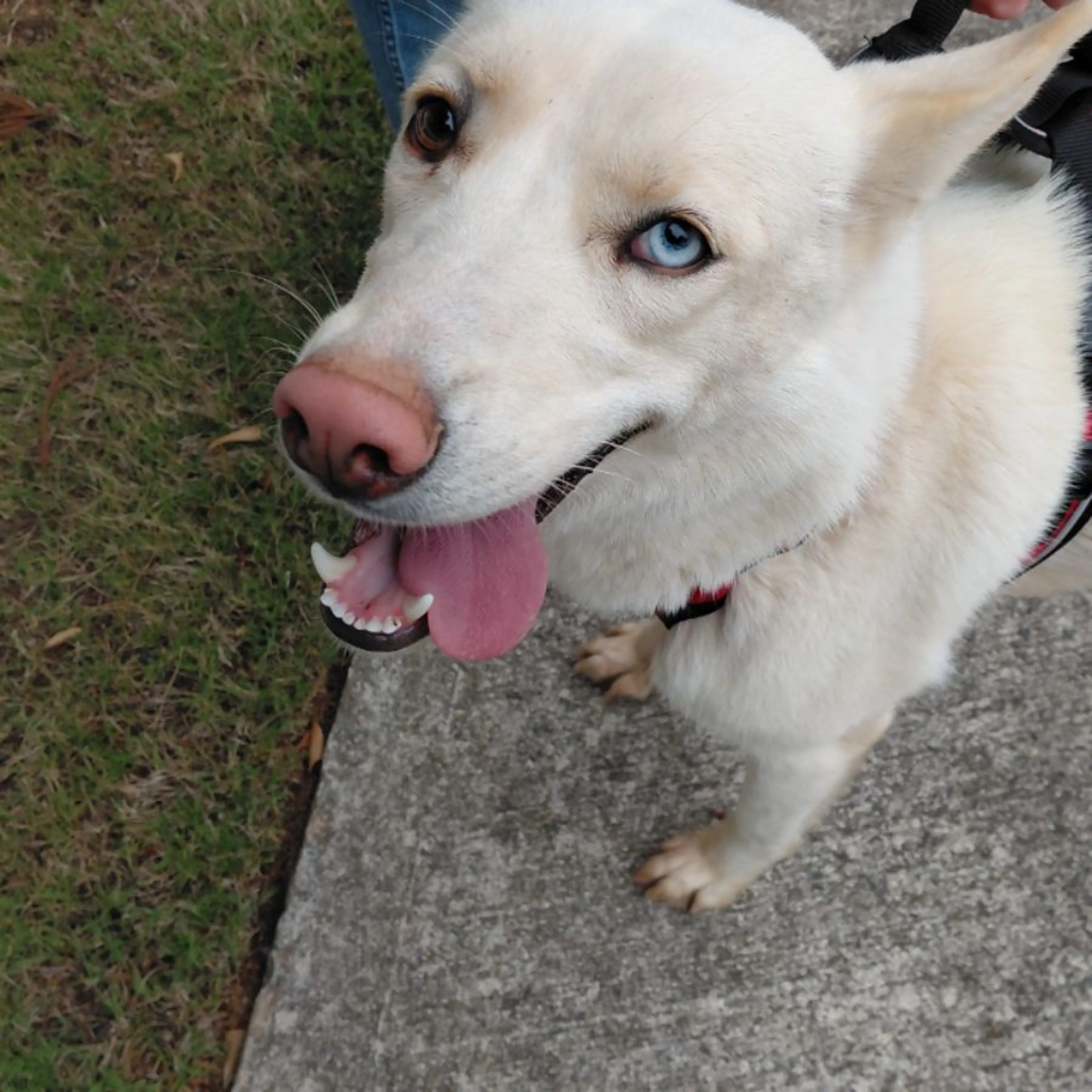 Found pet