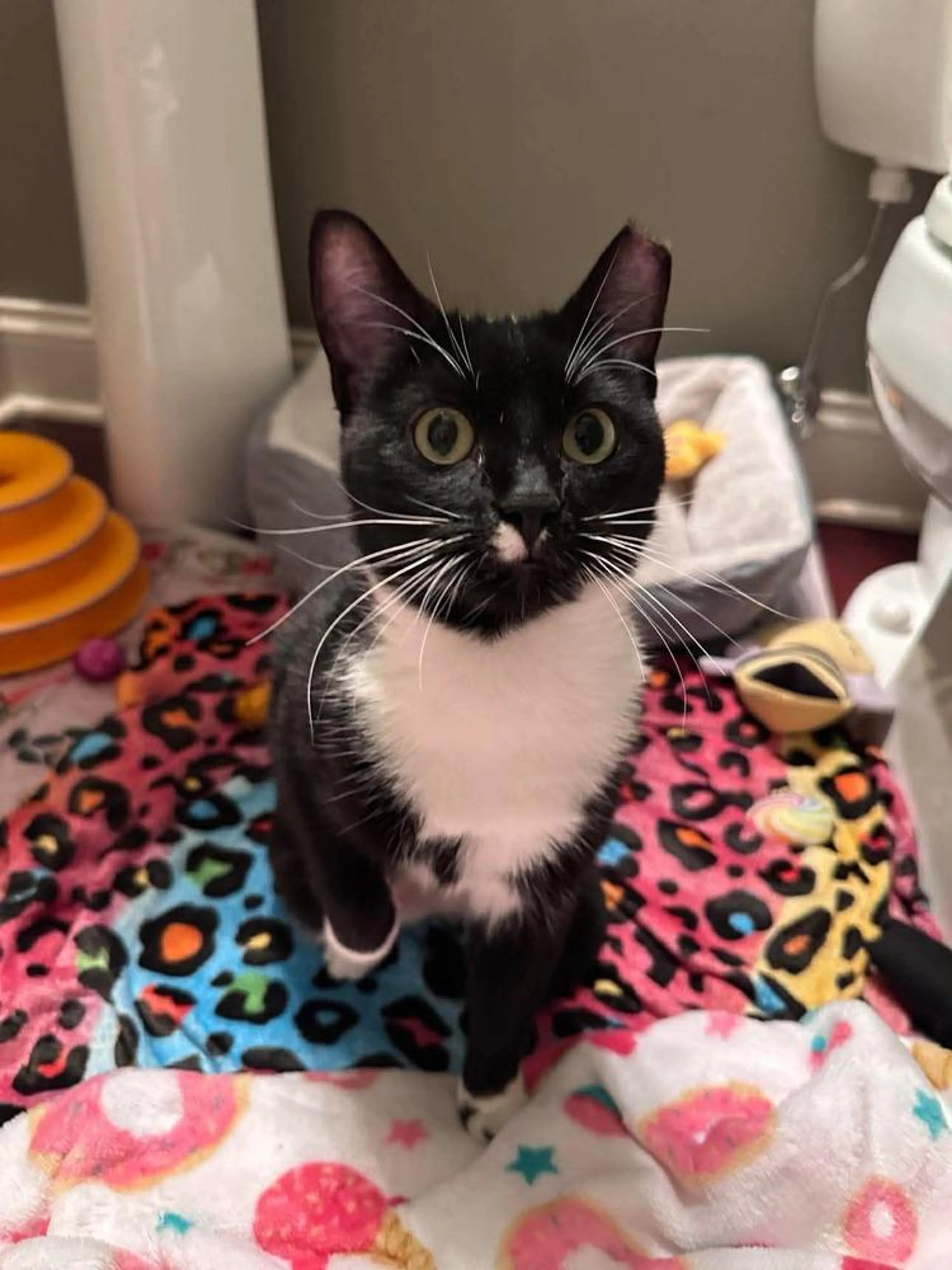 Found pet-1