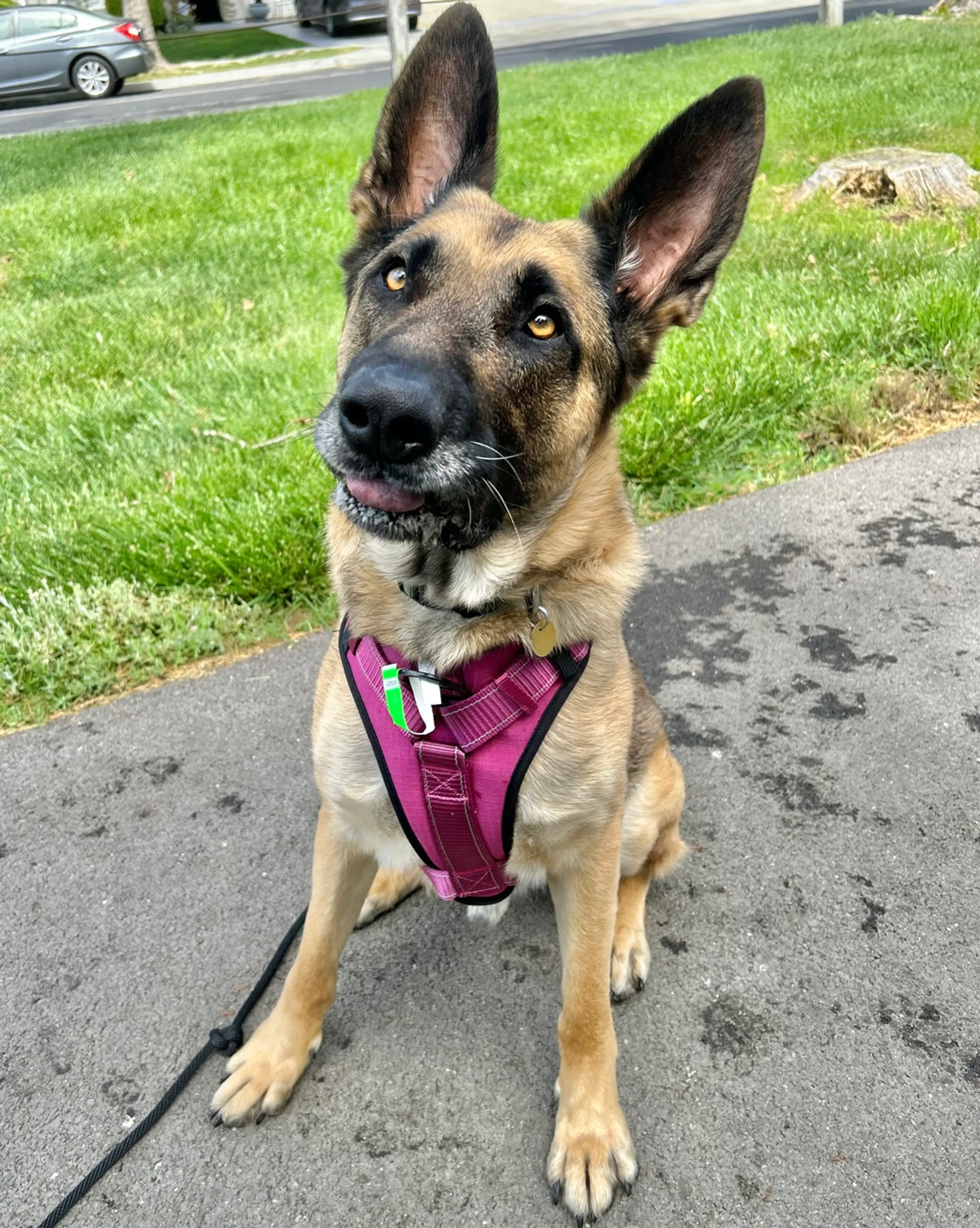 Found pet-1