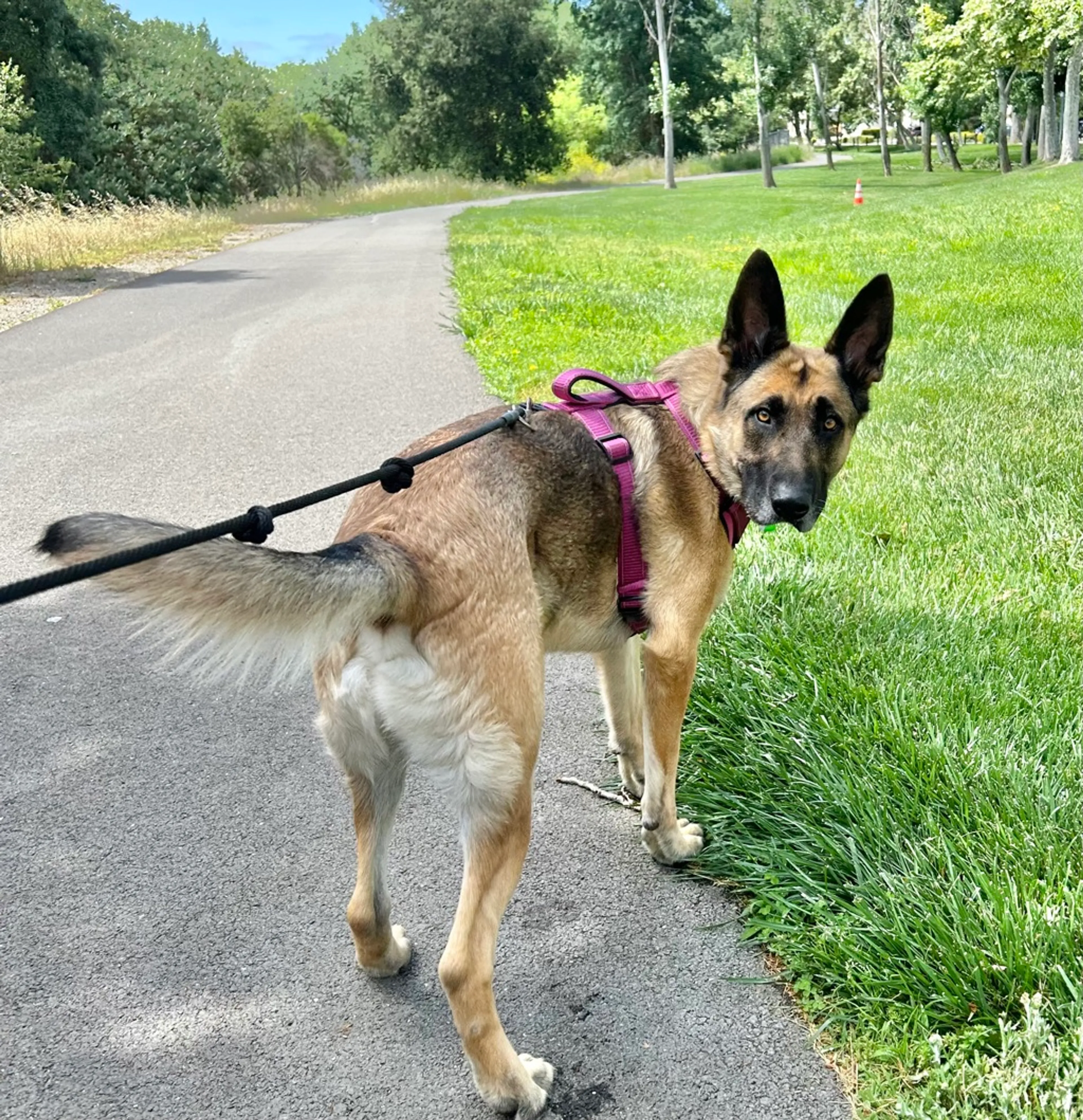 Found pet-3