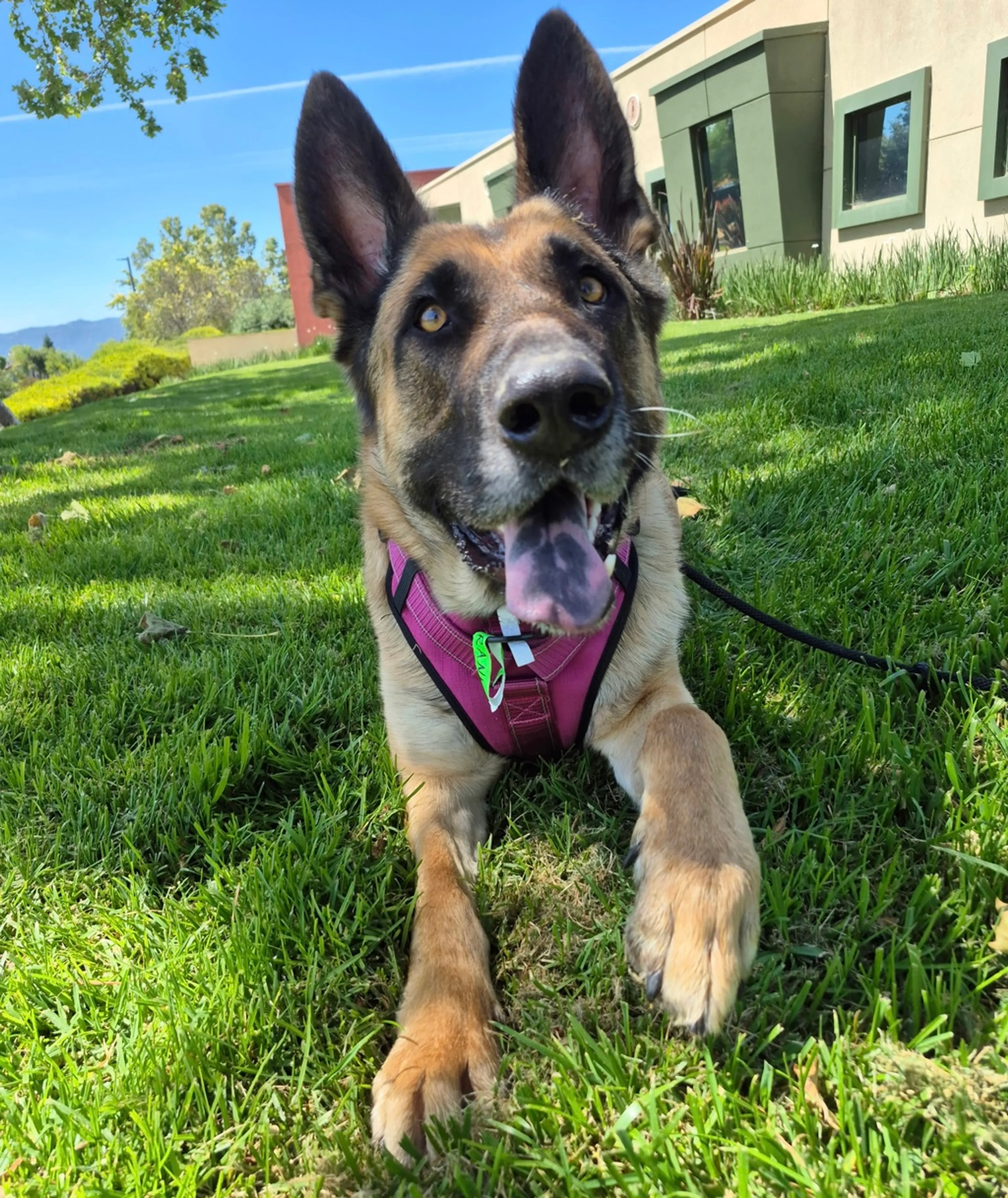 Found pet-7