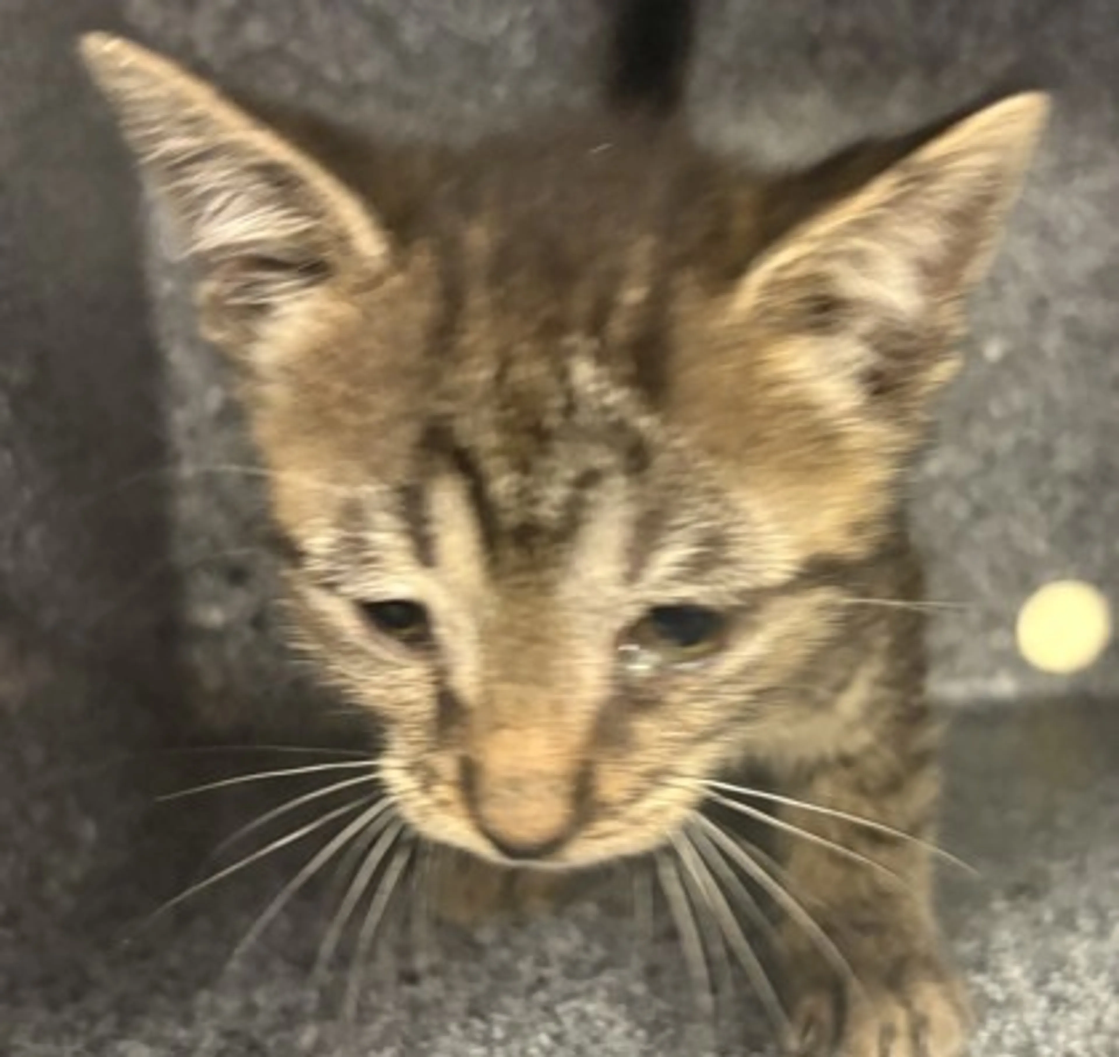 Found pet