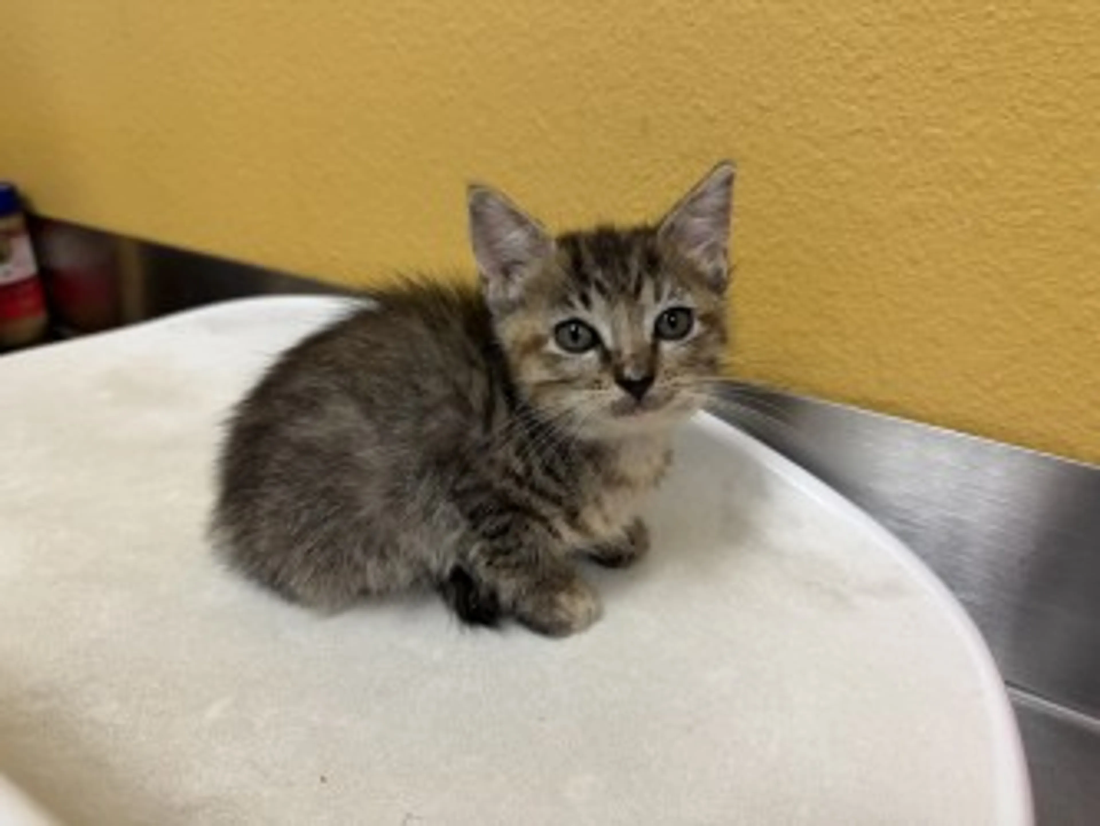 Found pet