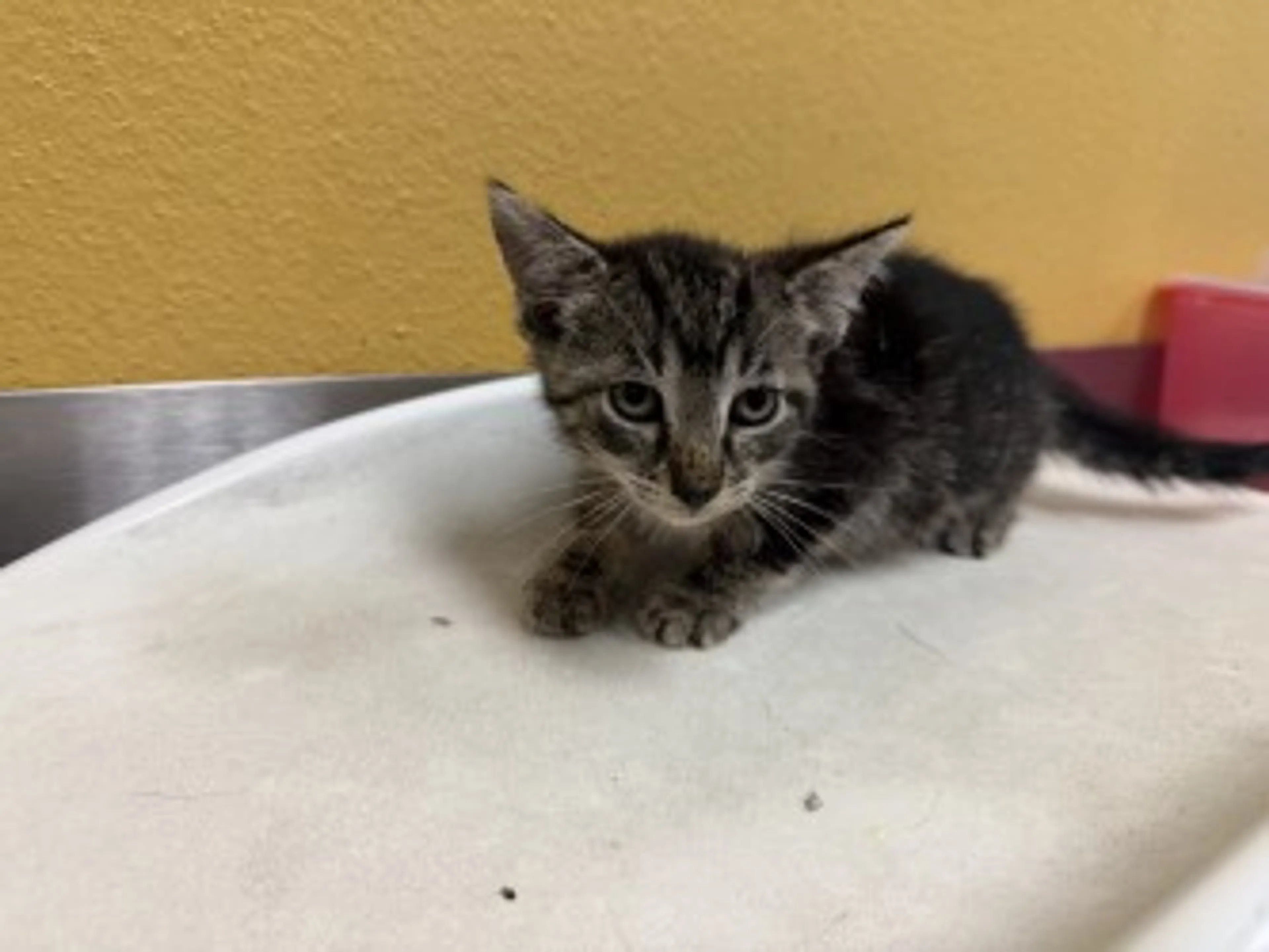 Found pet