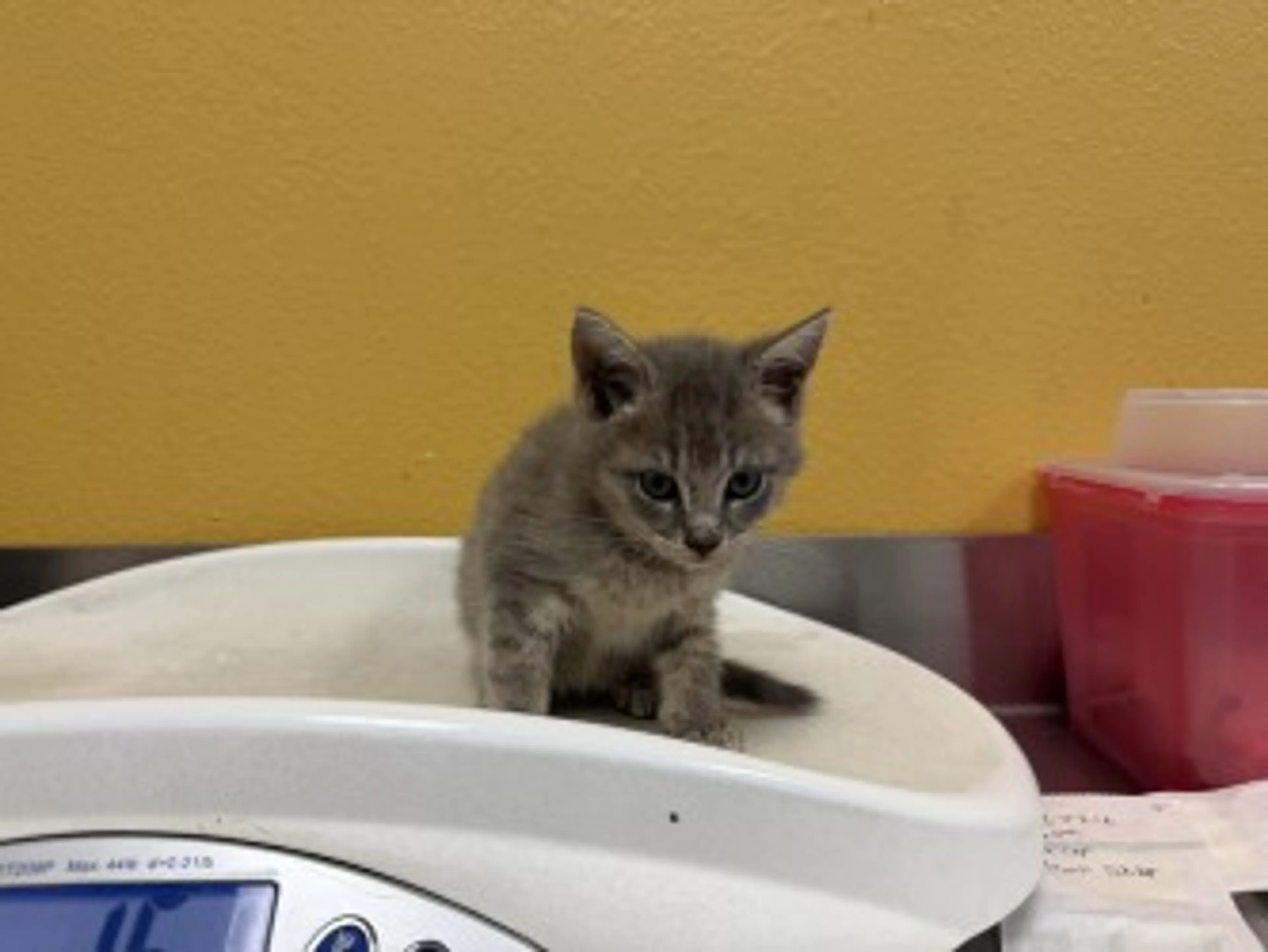 Found pet