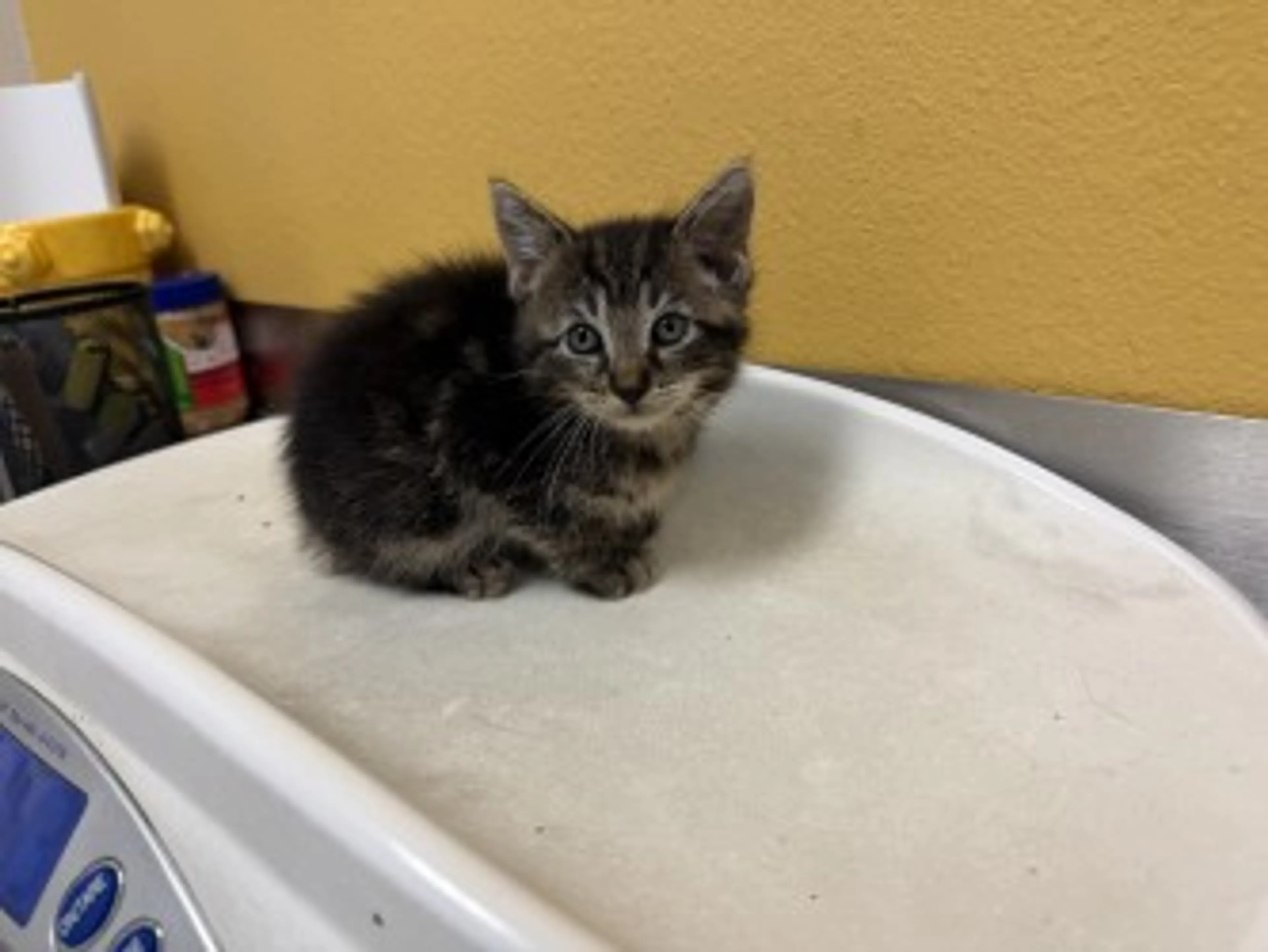 Found pet