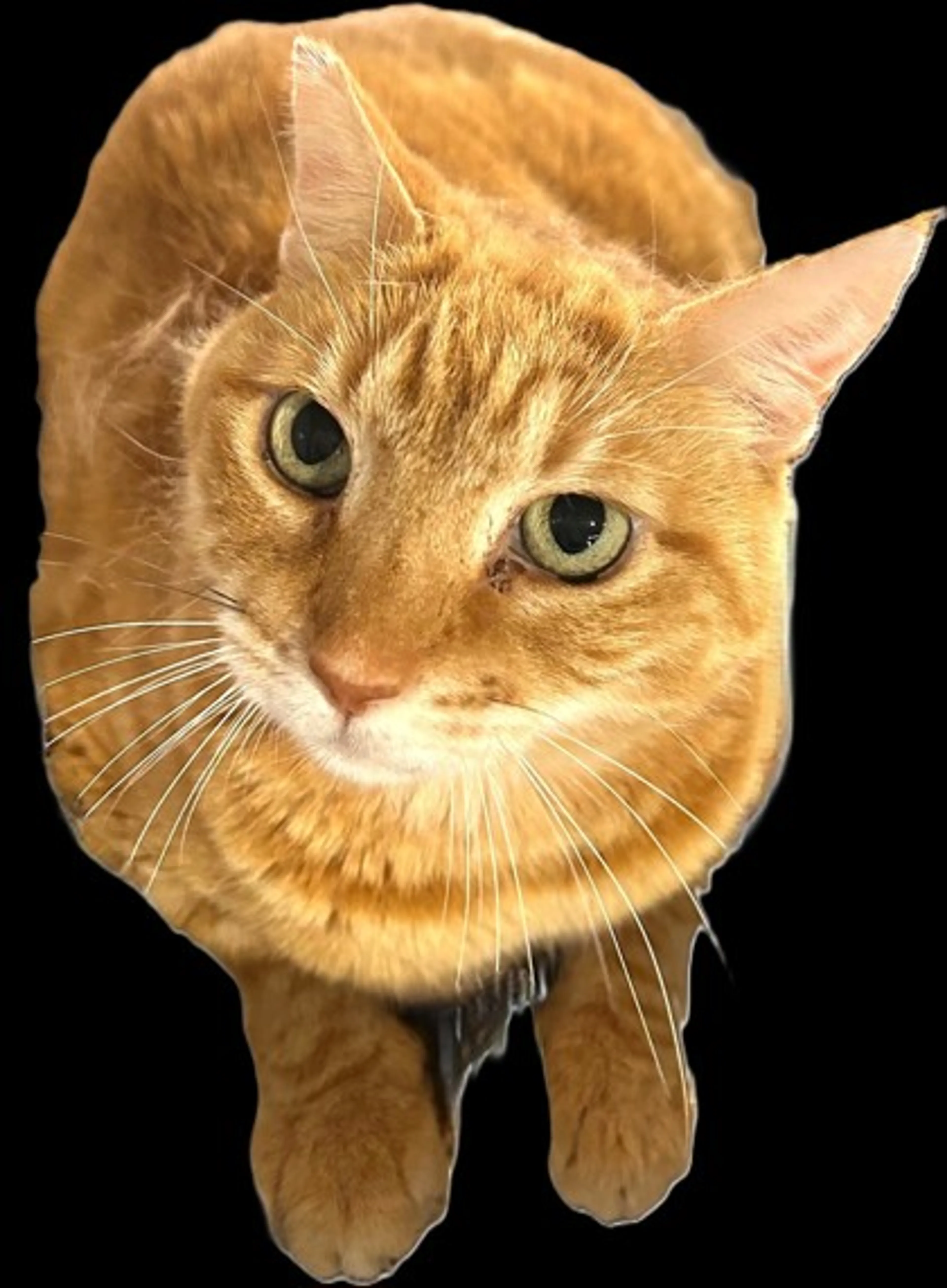 Found pet-0