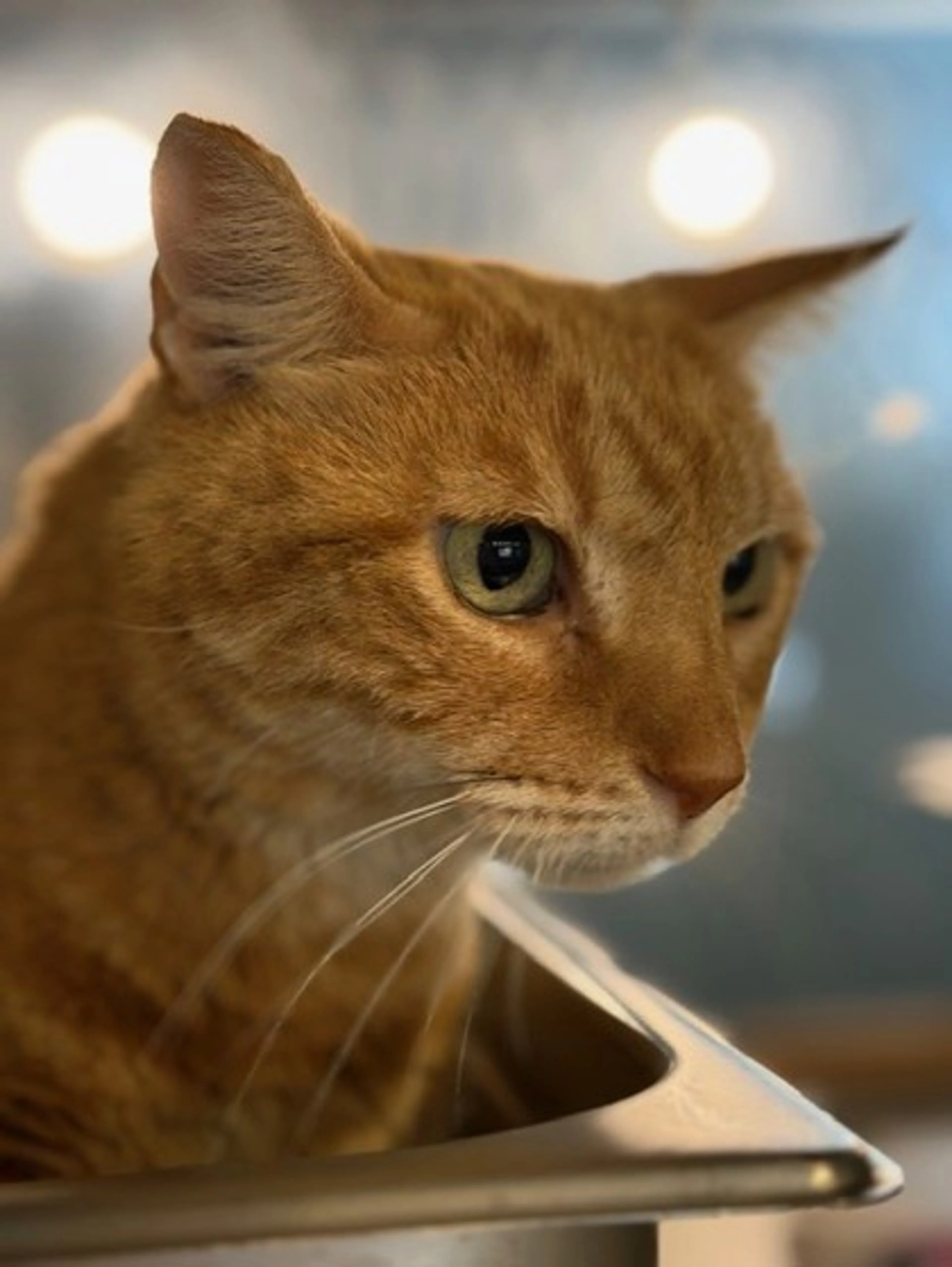 Found pet-1