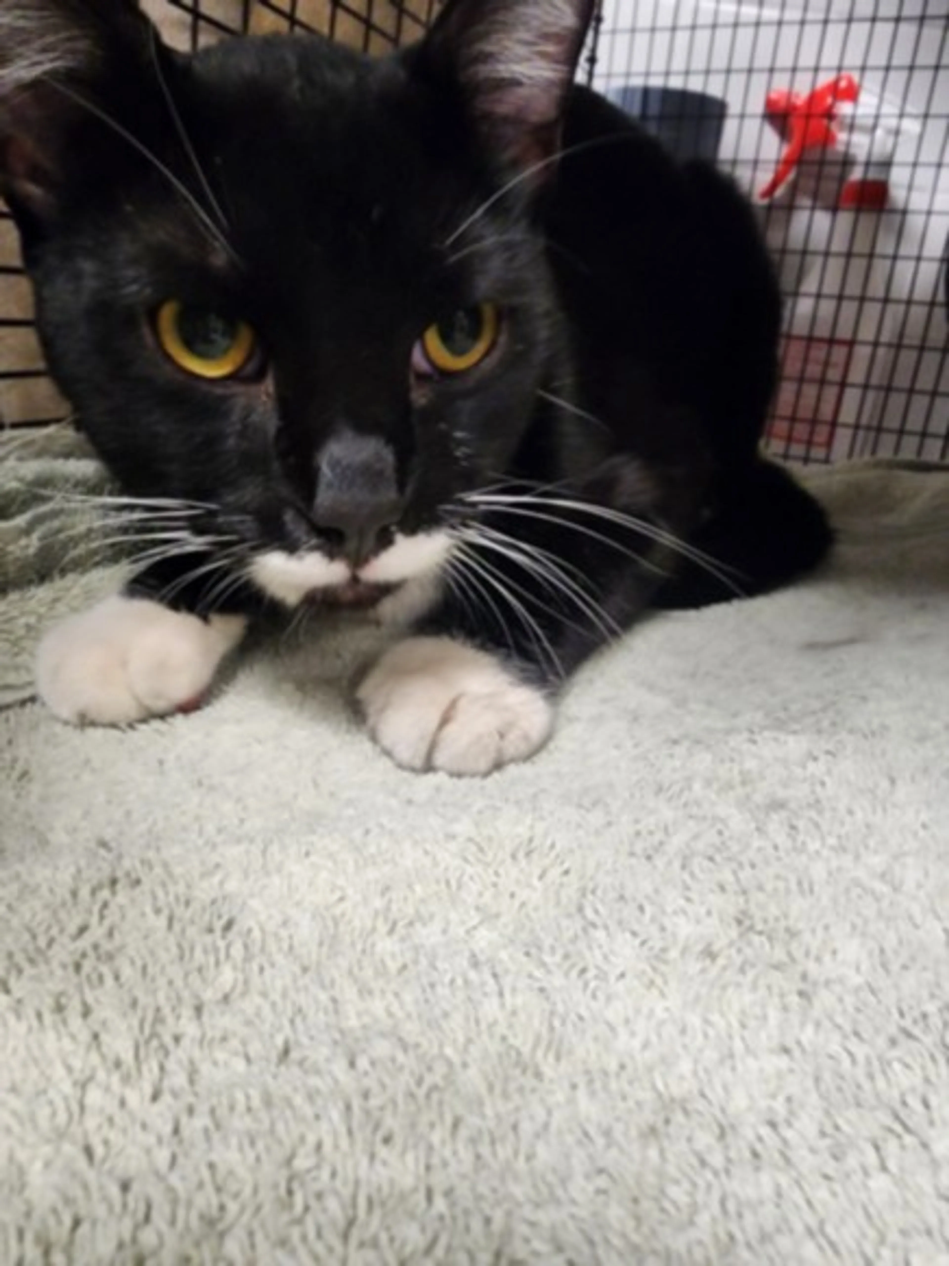 Found pet