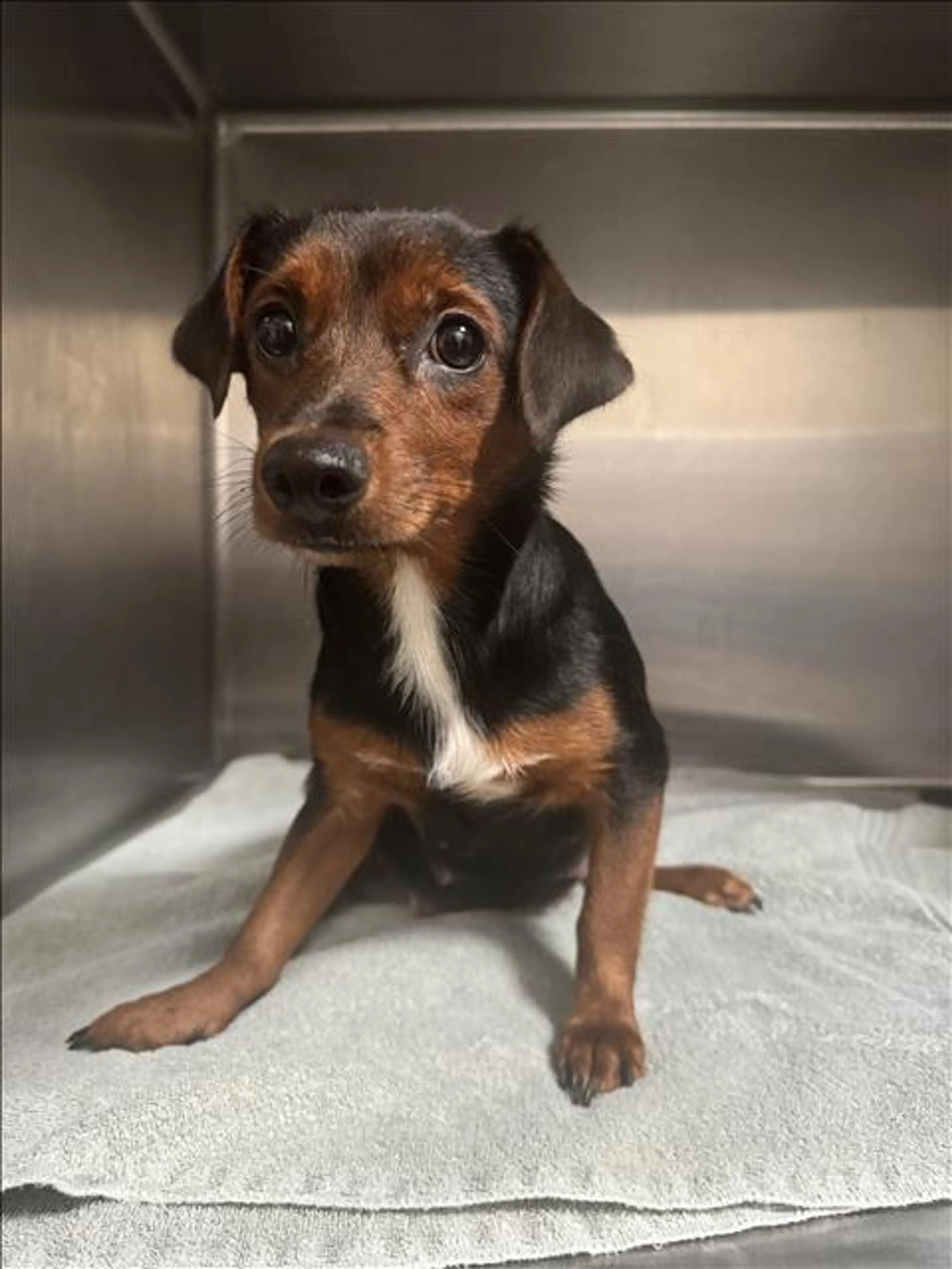 Found pet