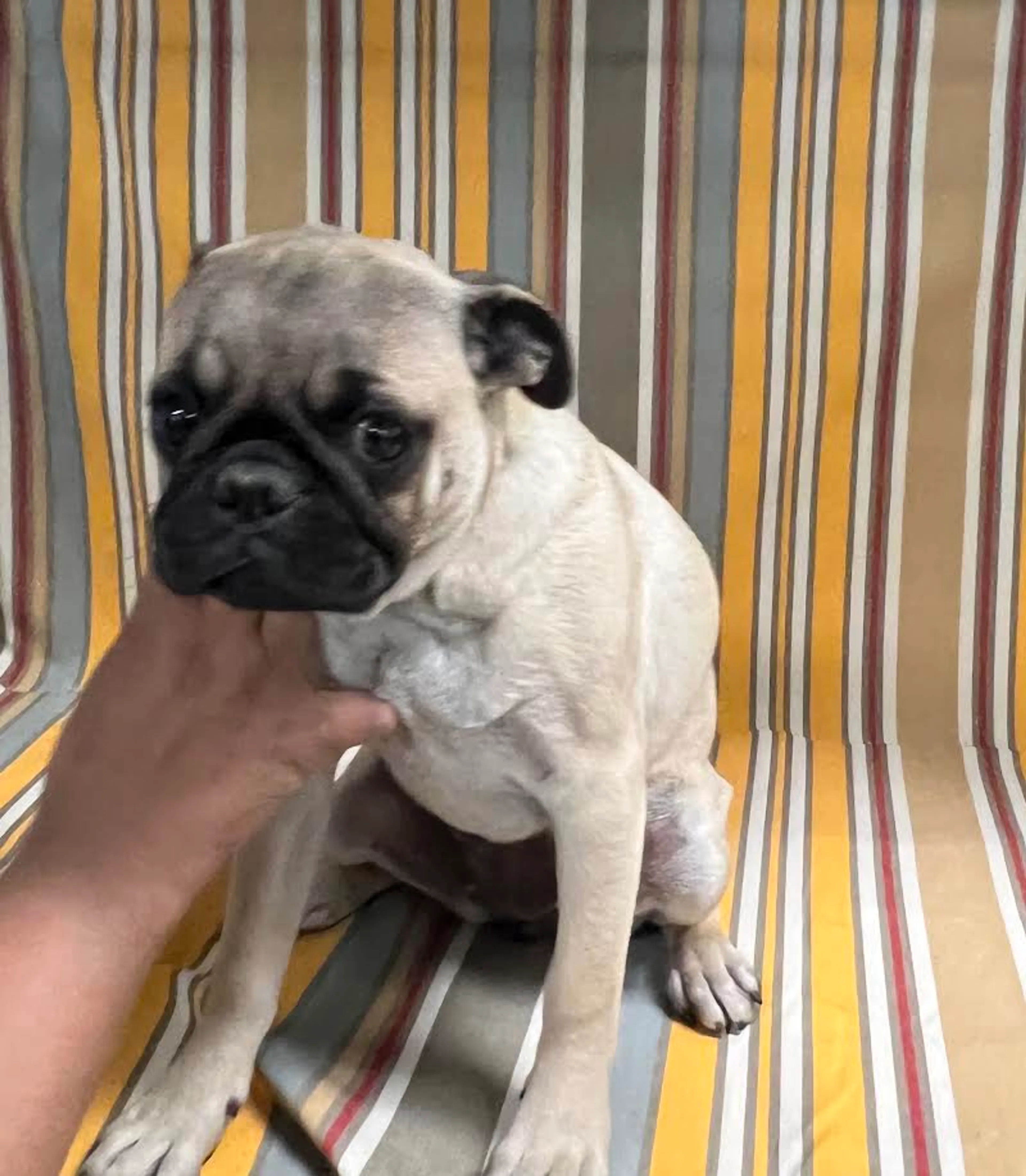 Found pet