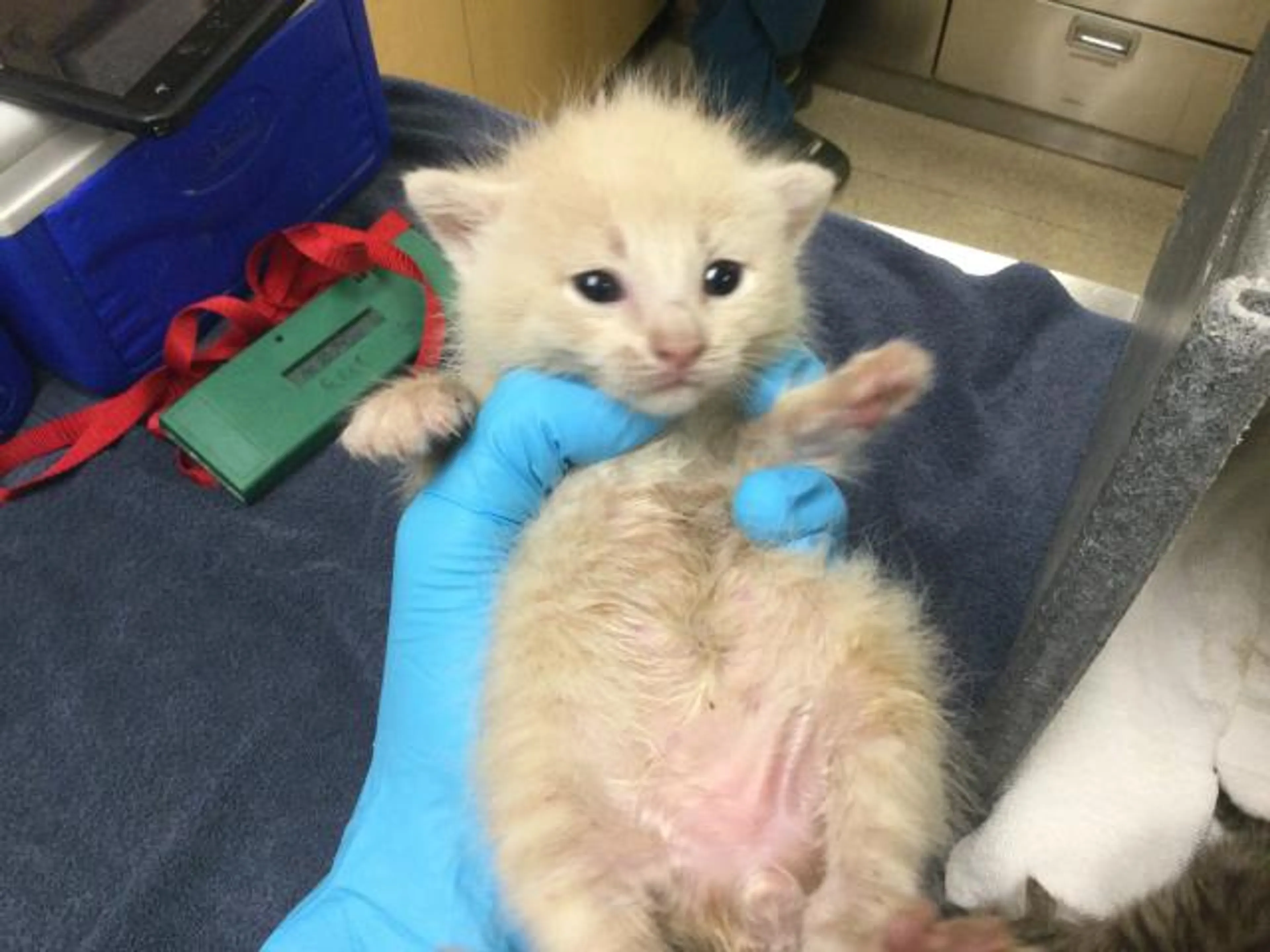 Found pet