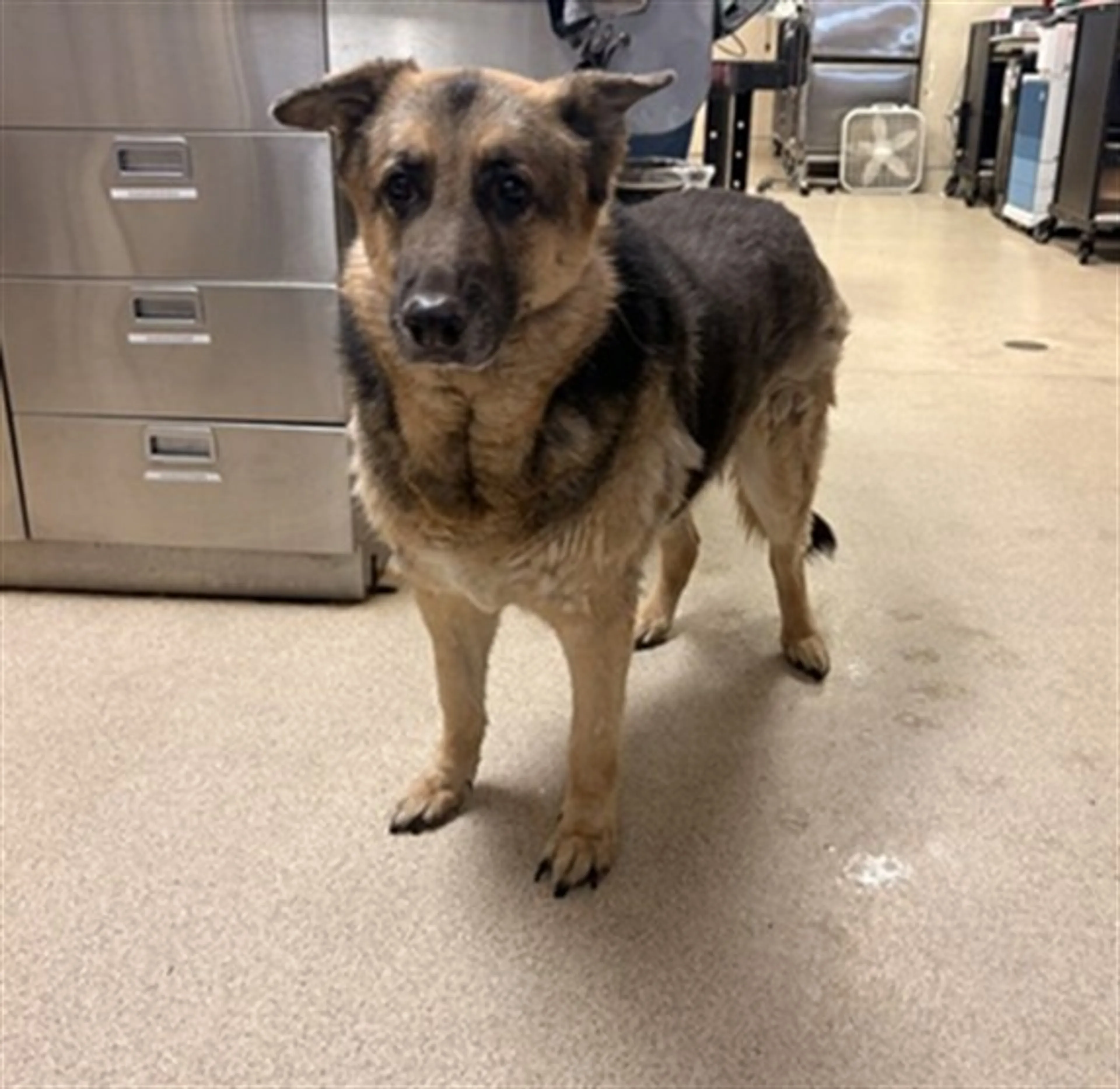 Found pet