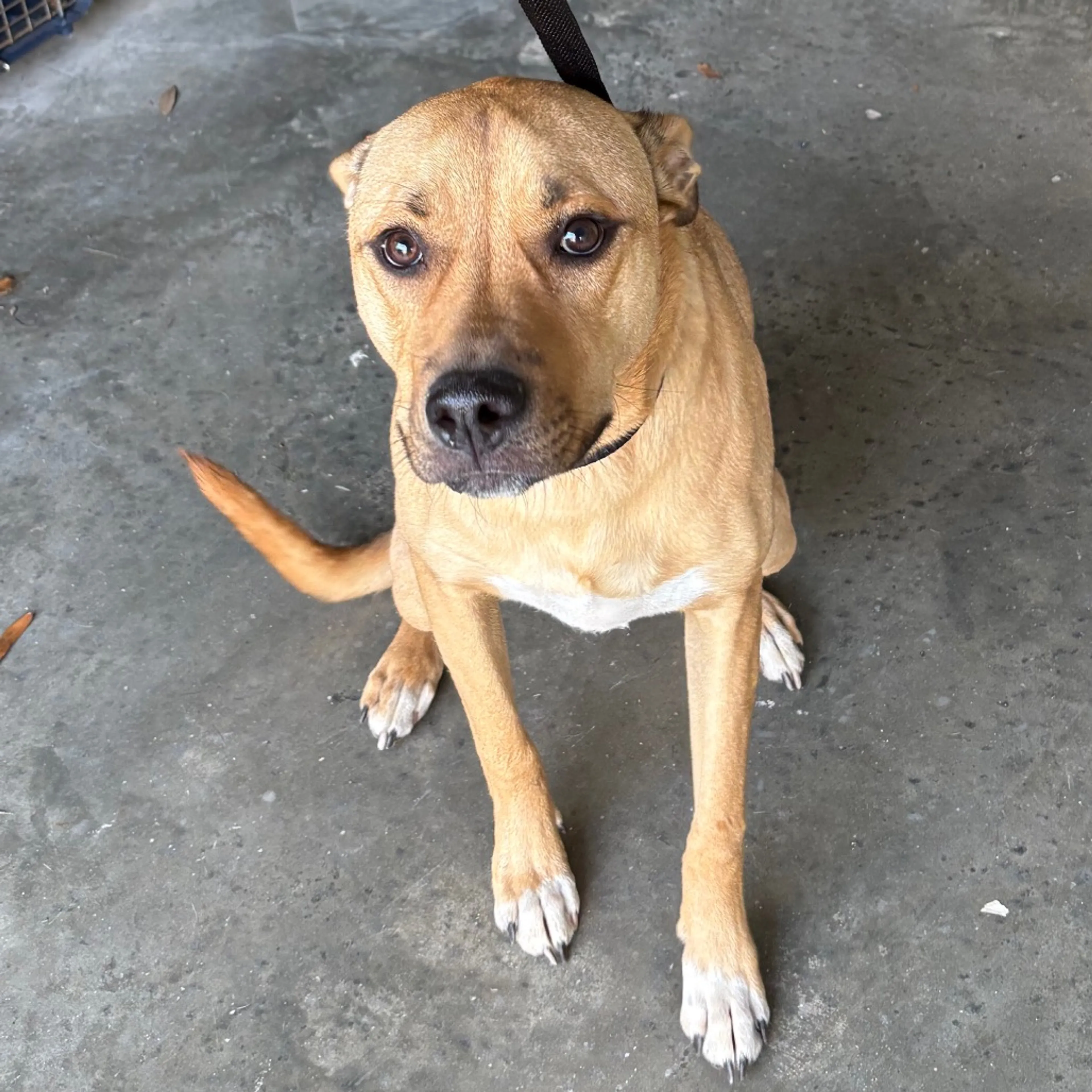 Found pet