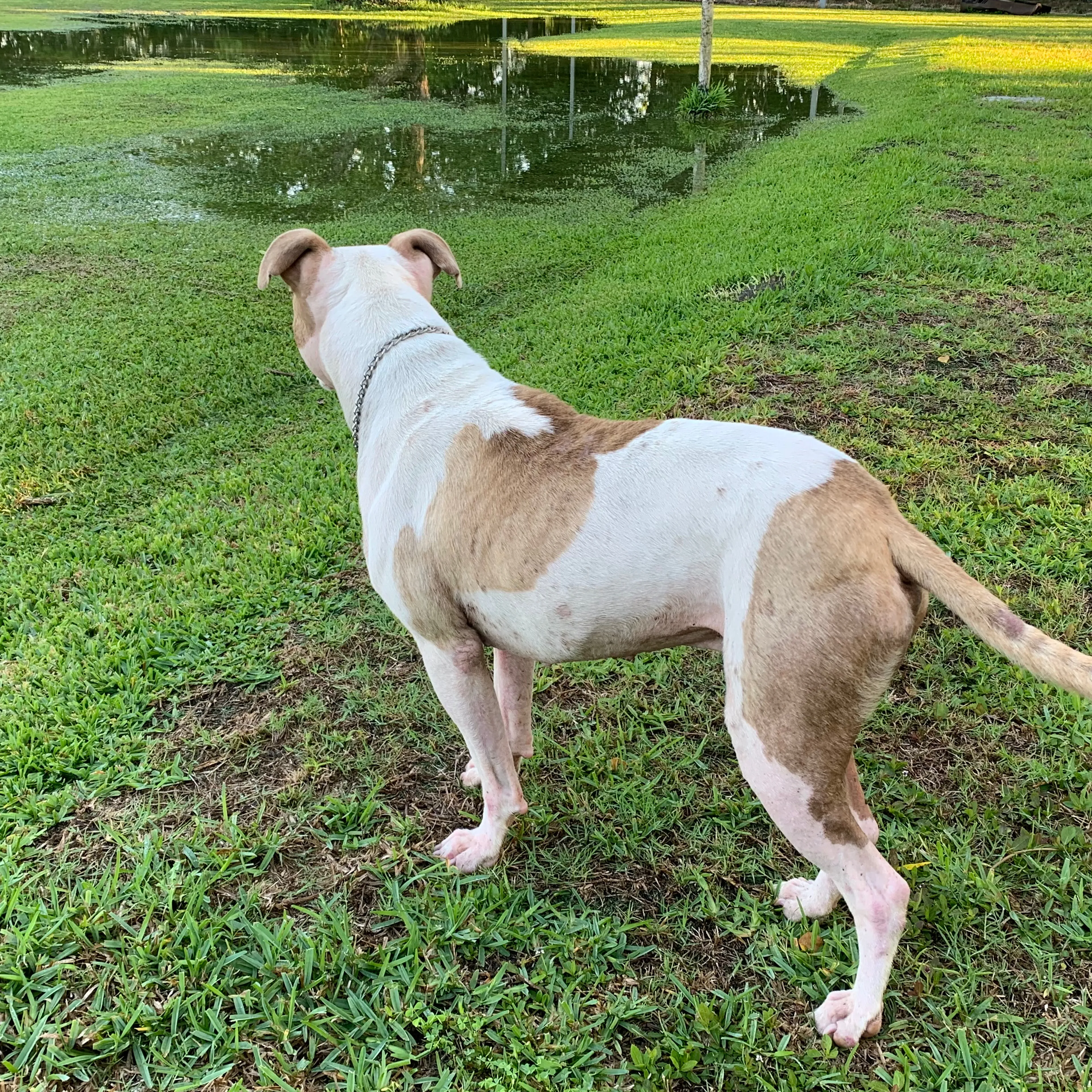 Found pet-1
