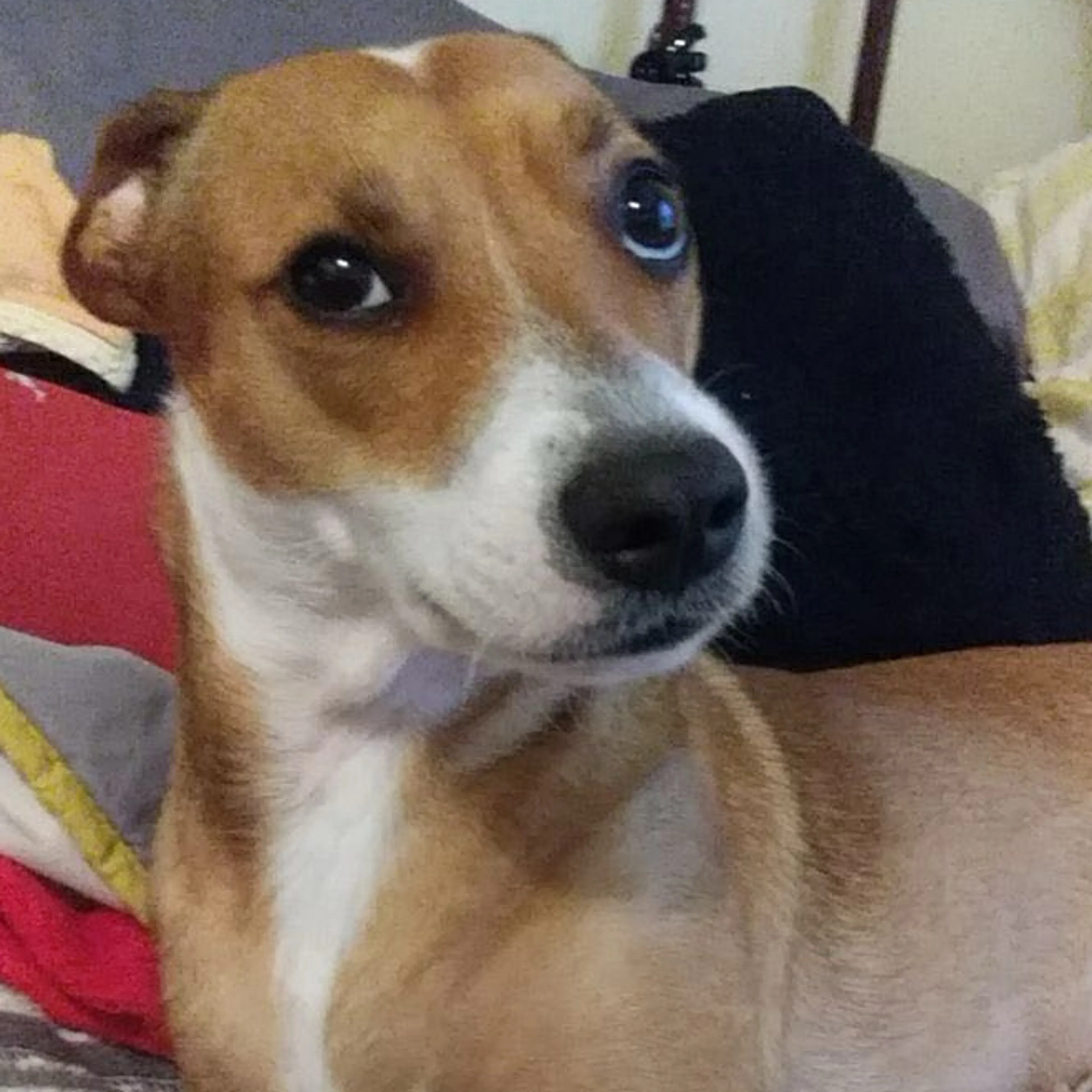 Lost pet-0