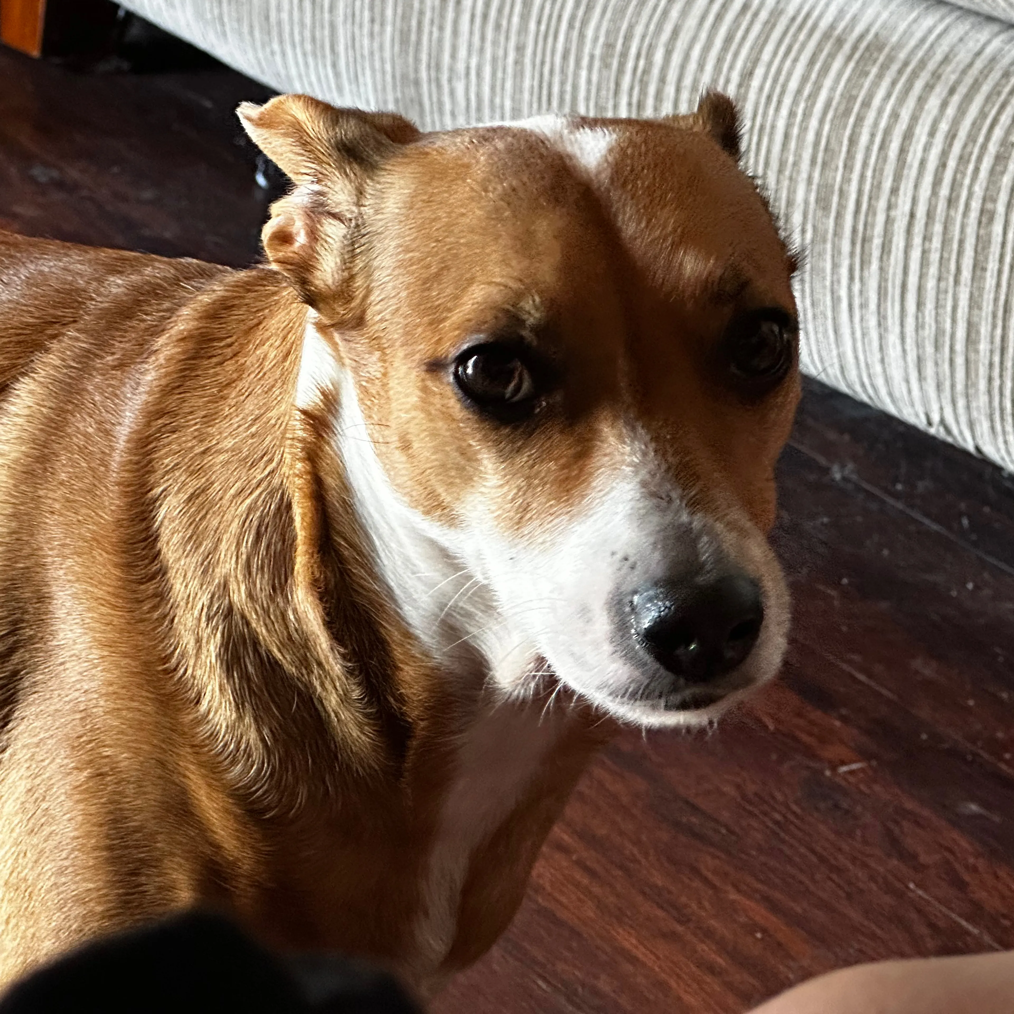 Lost pet-2