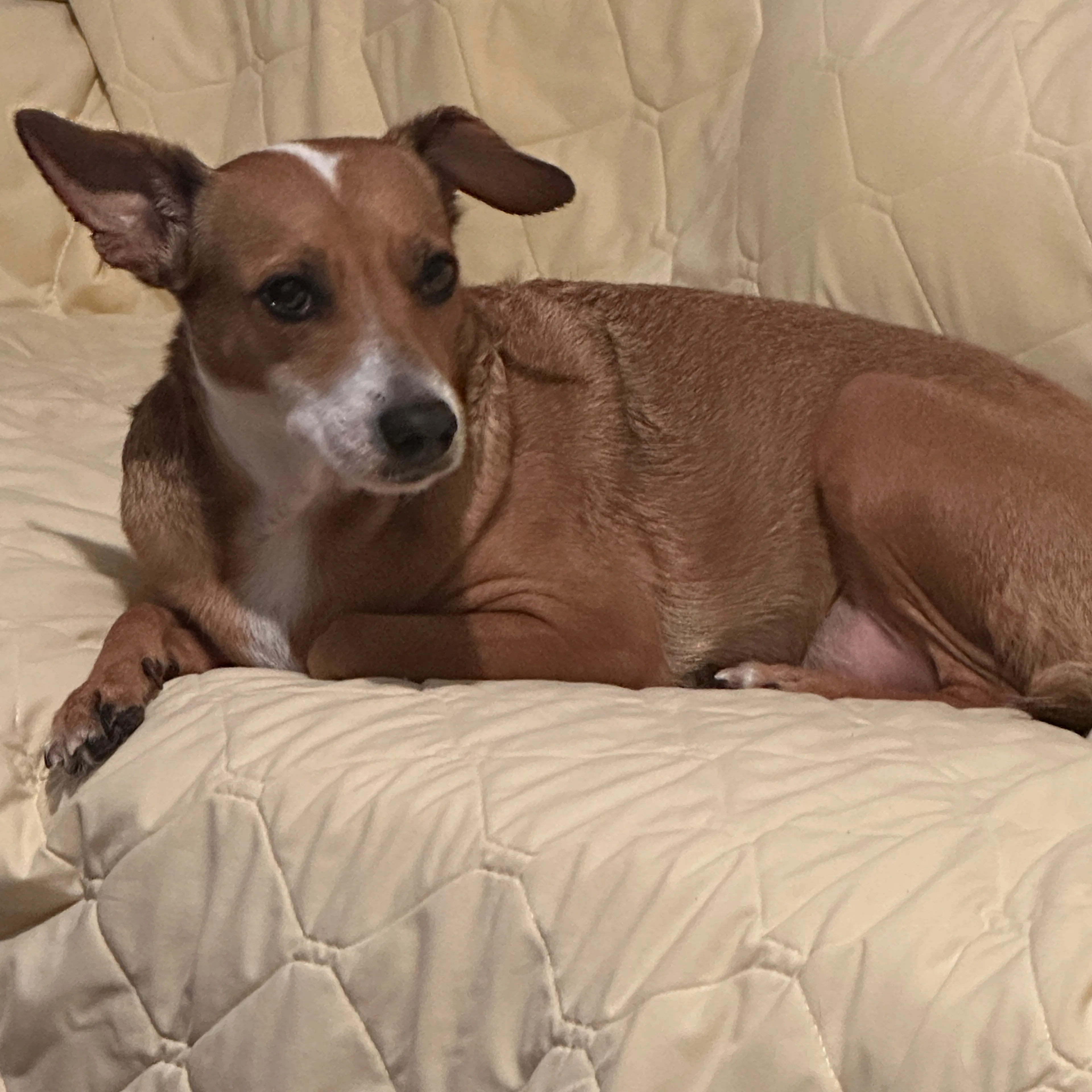 Lost pet-1