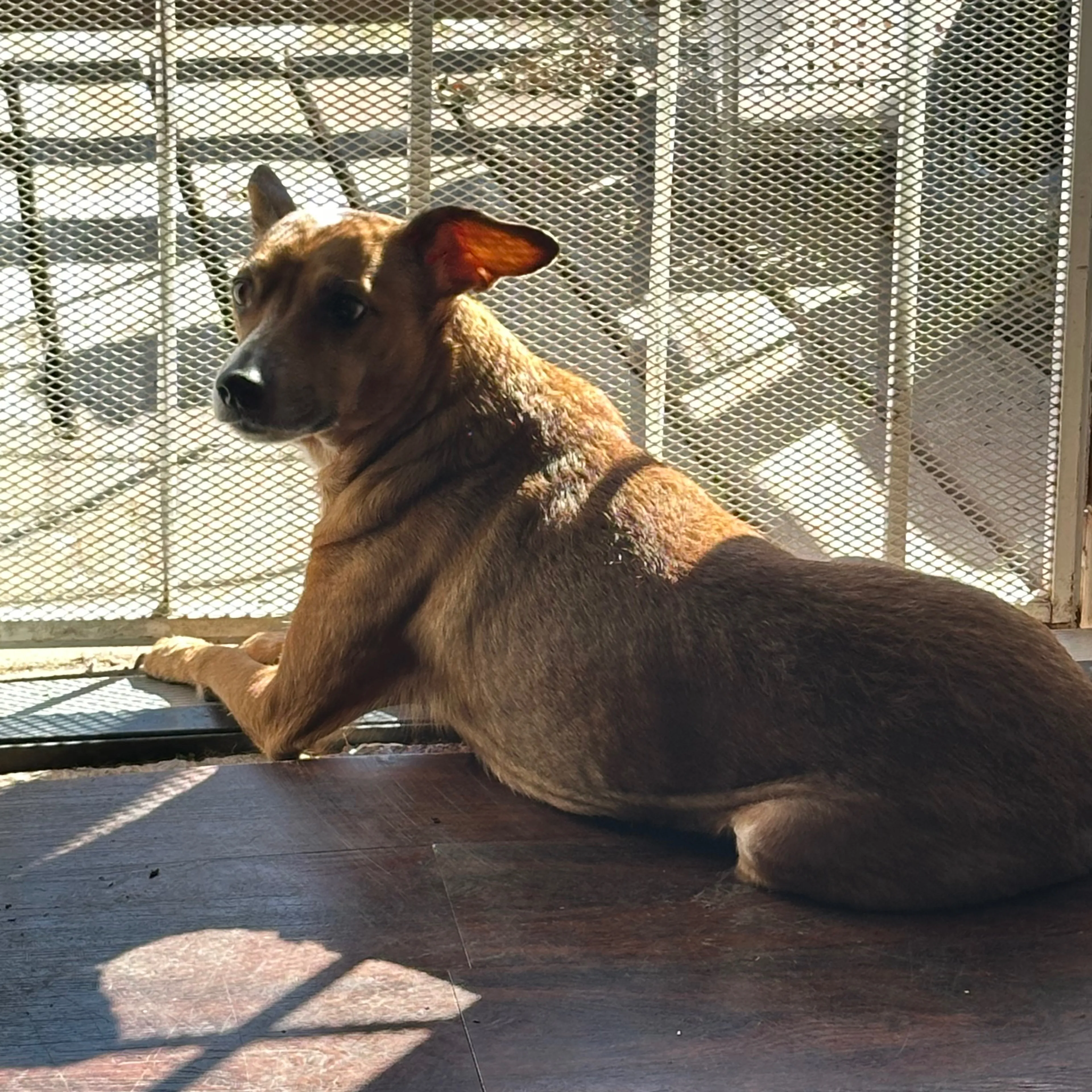 Lost pet-3