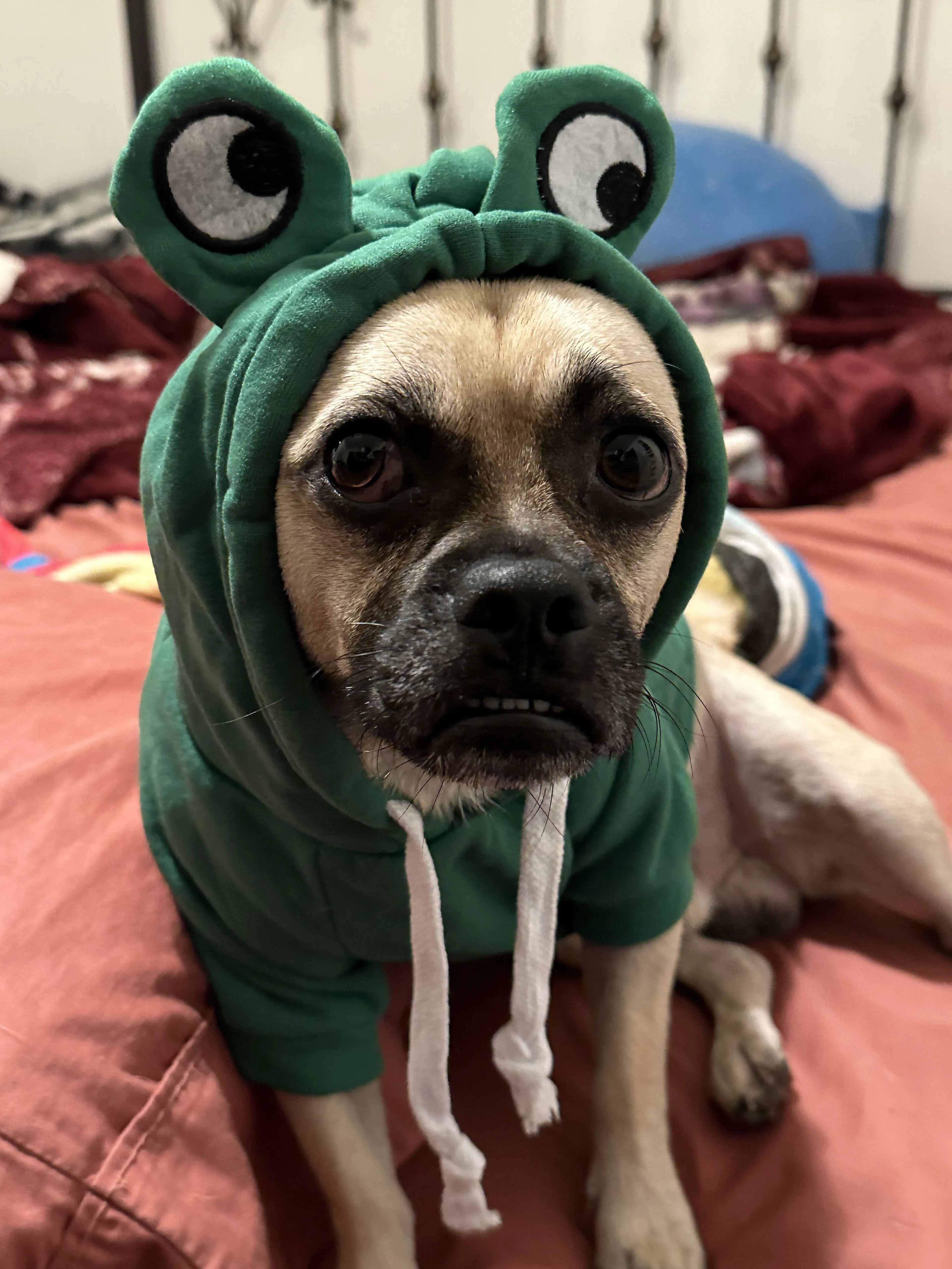 Lost pet-3
