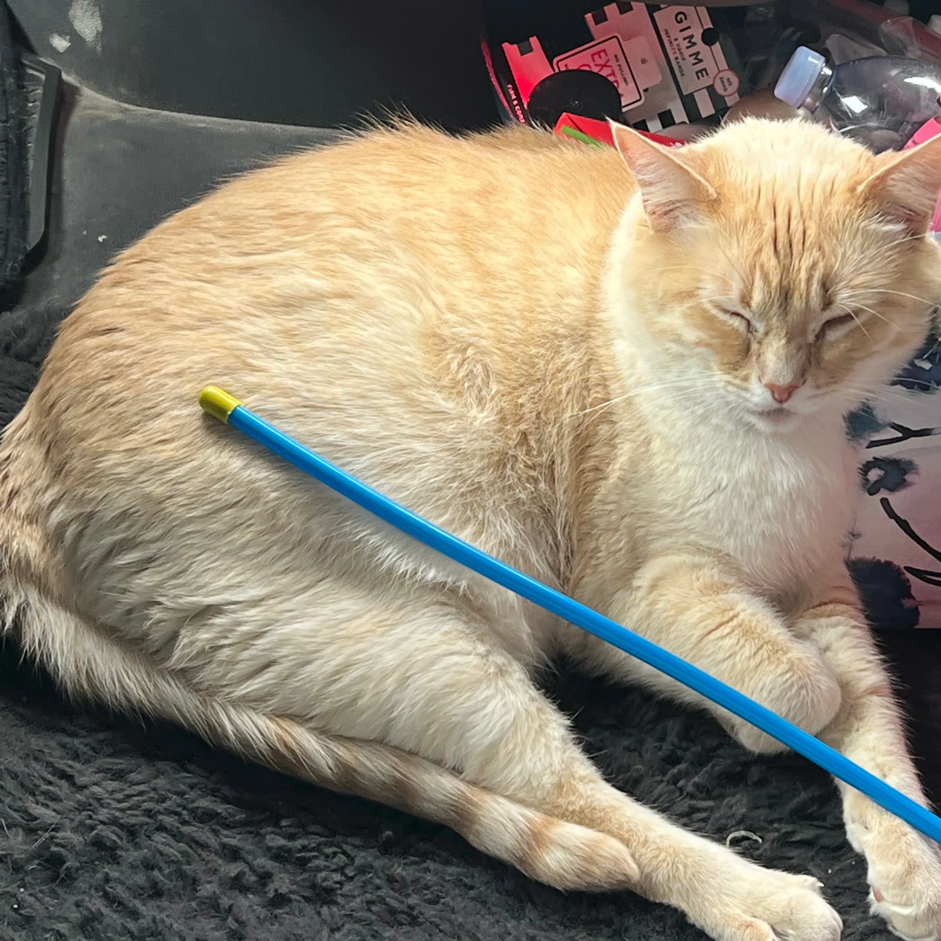 Lost pet-3