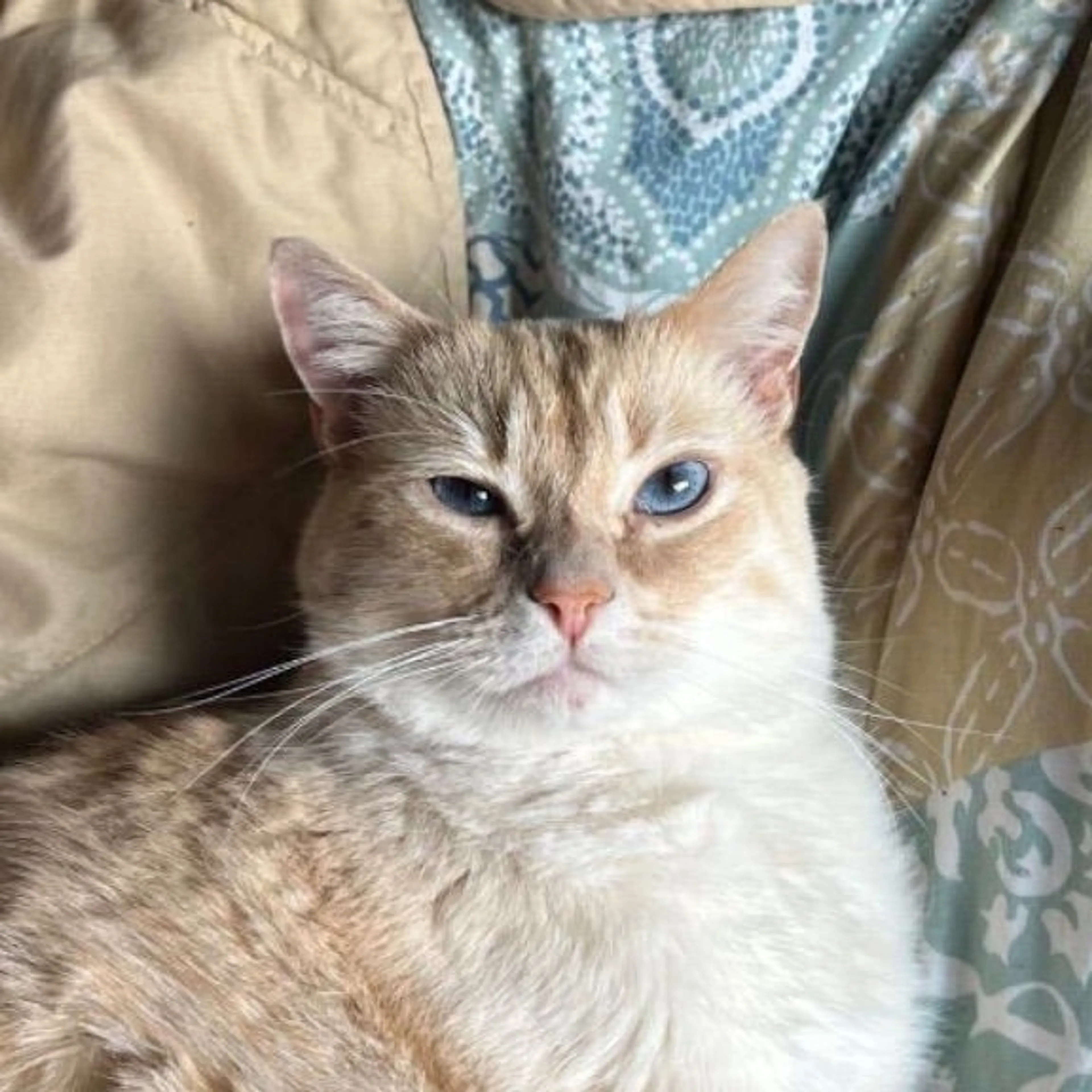 Lost pet-0