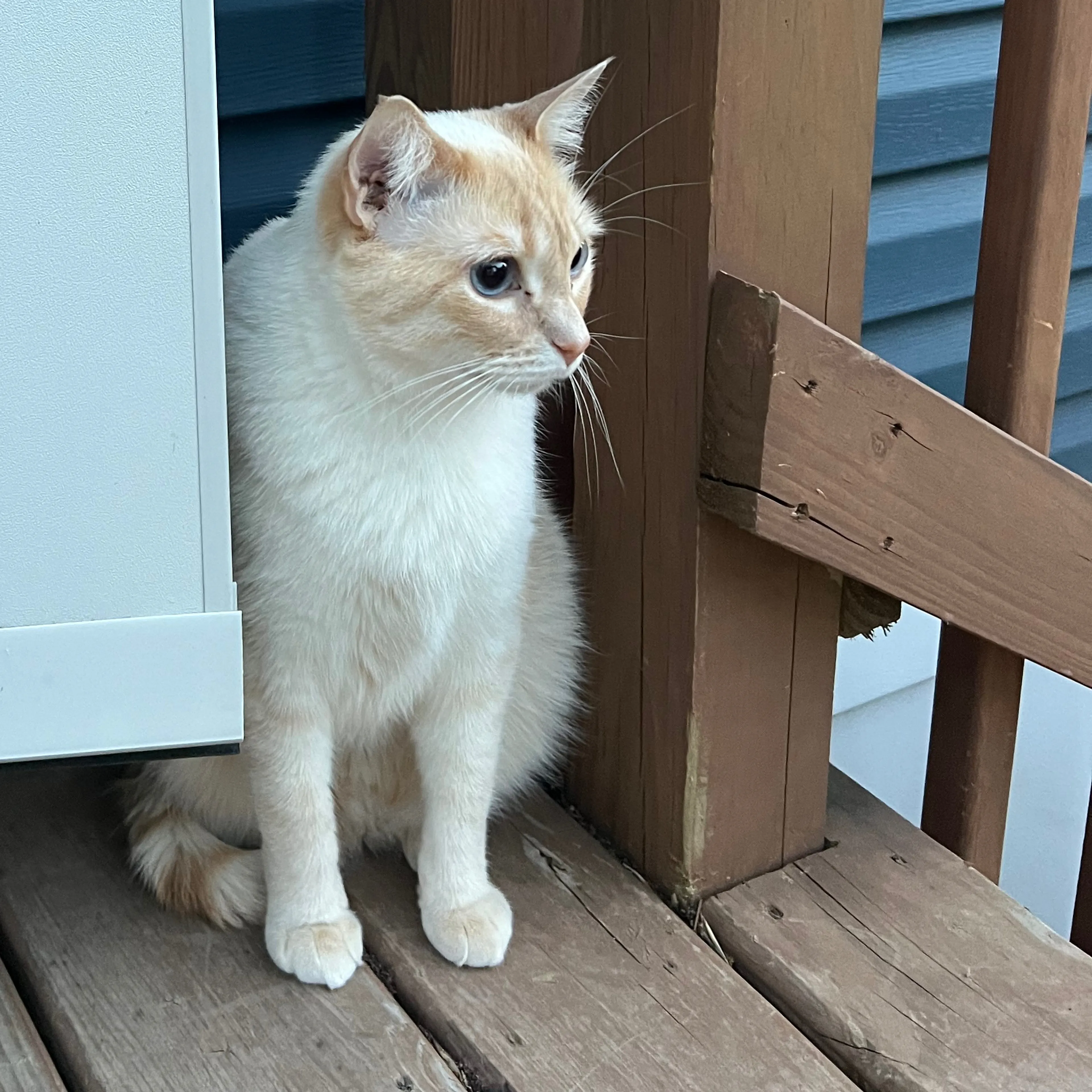 Lost pet-1