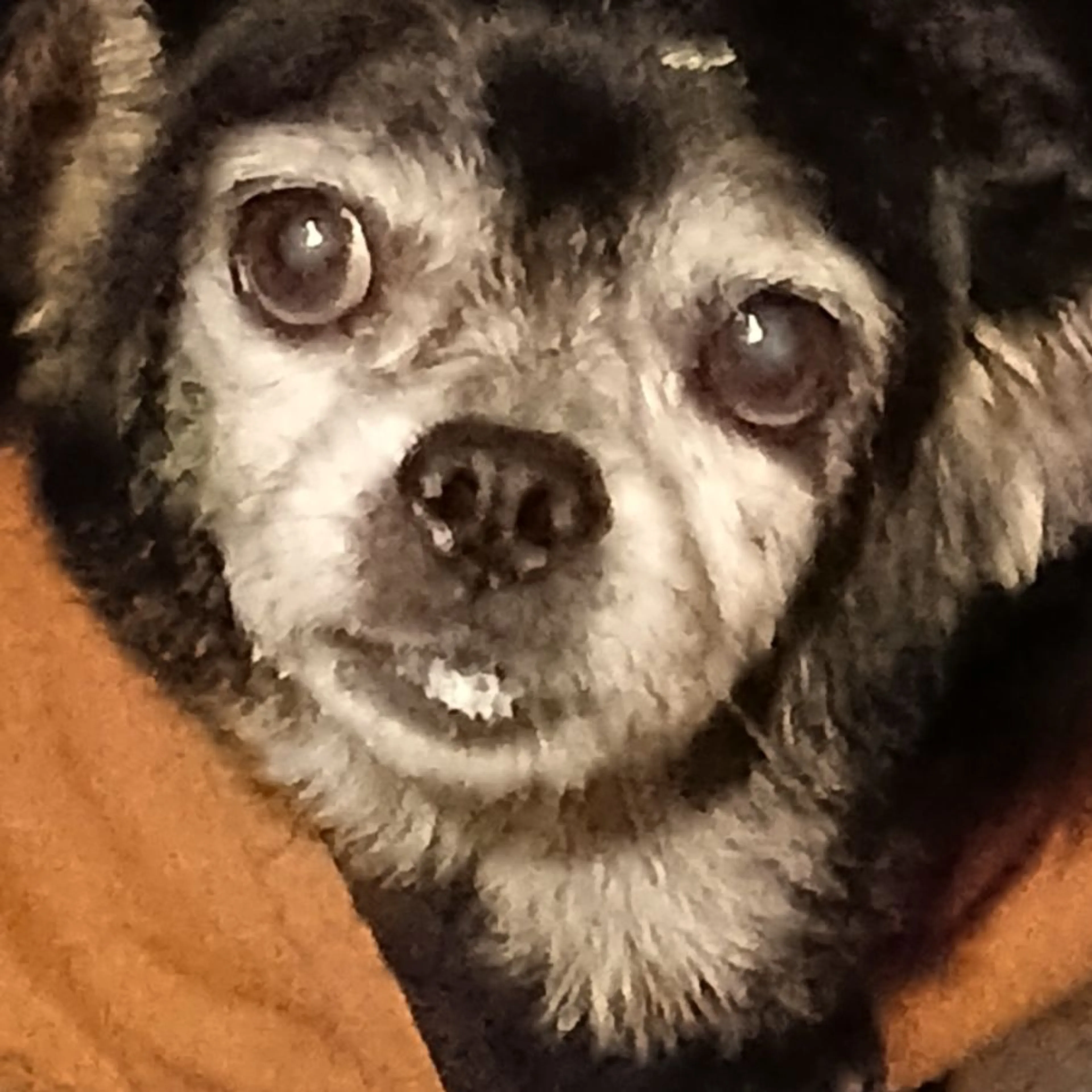 Lost pet