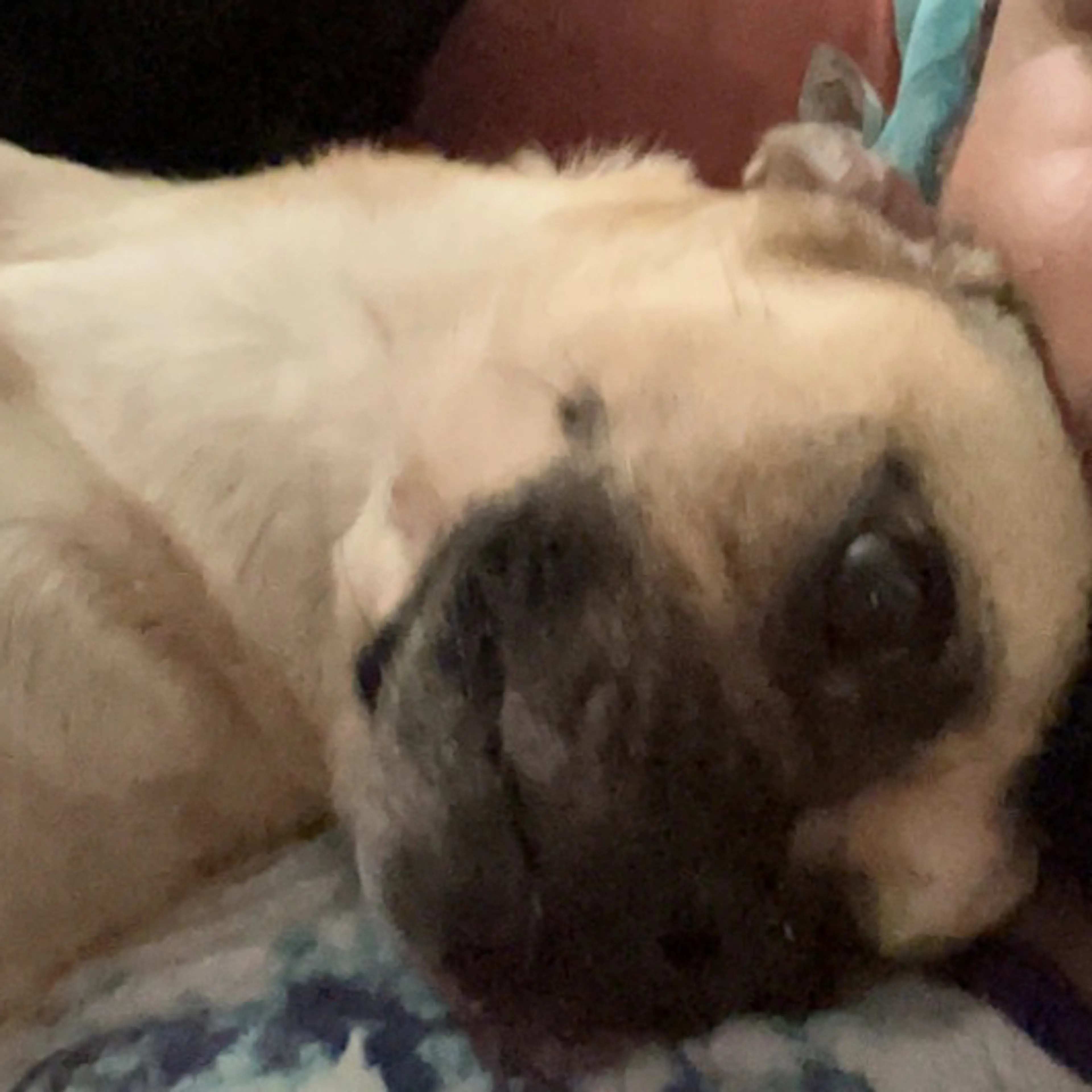 Lost pet-3