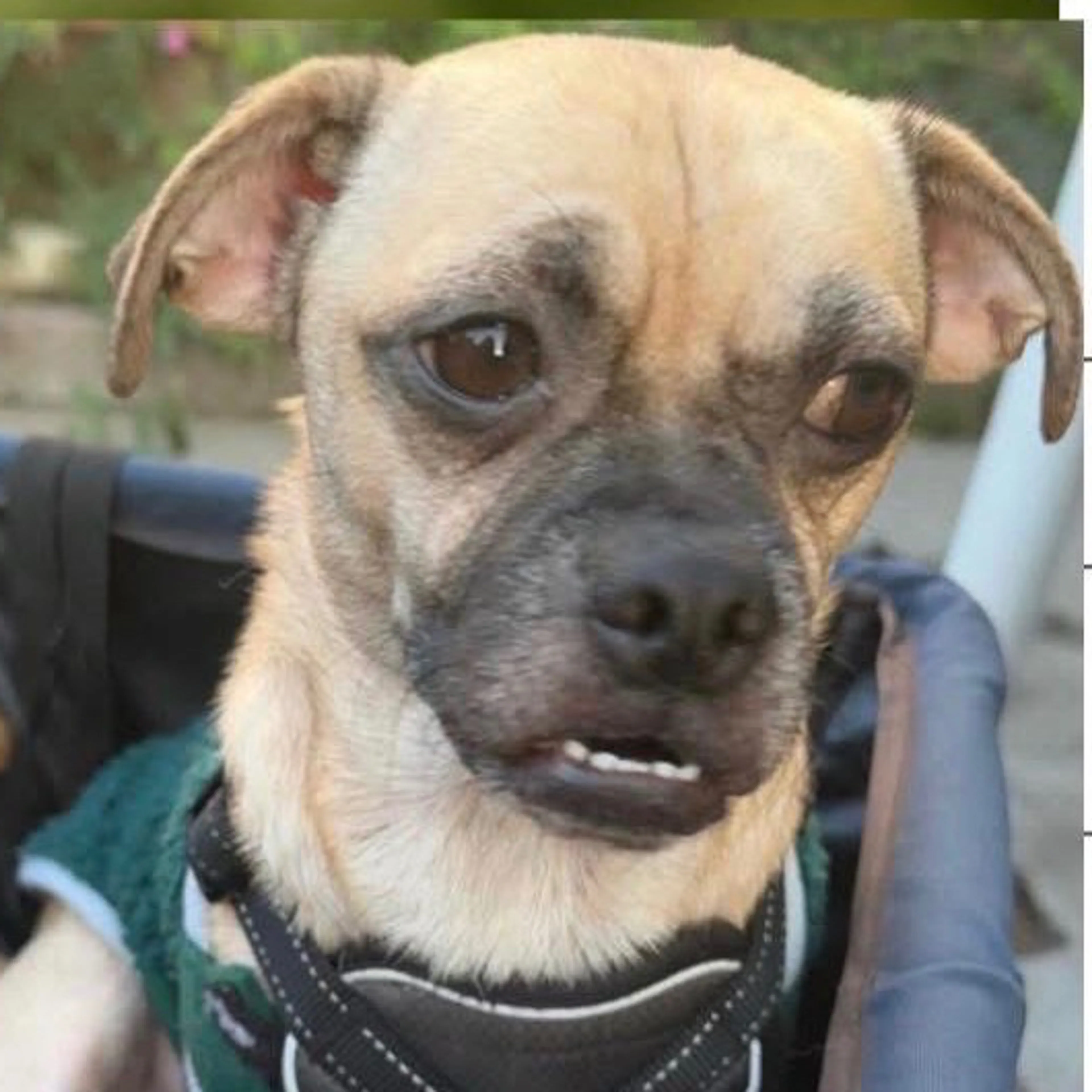 Lost pet-2