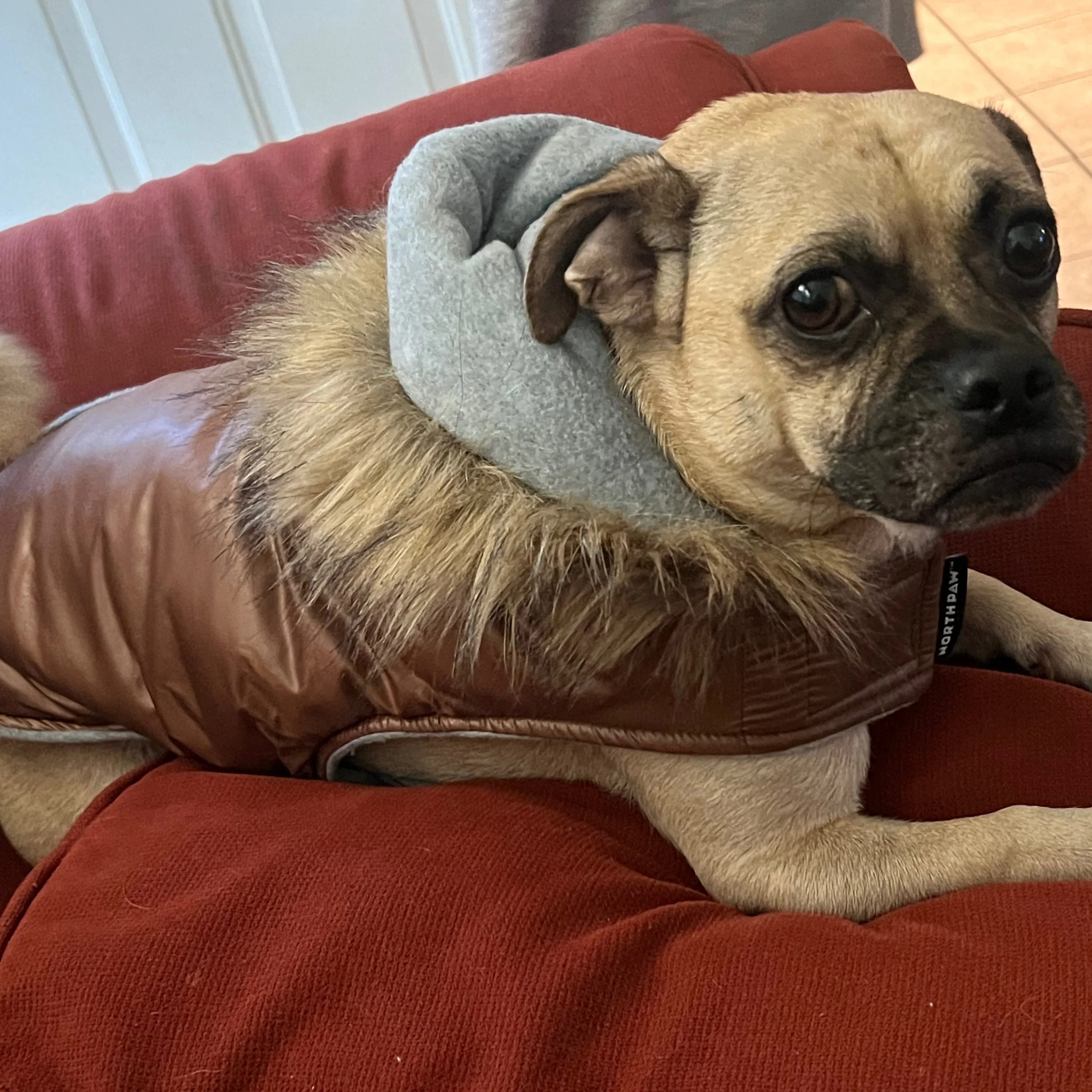 Lost pet-1