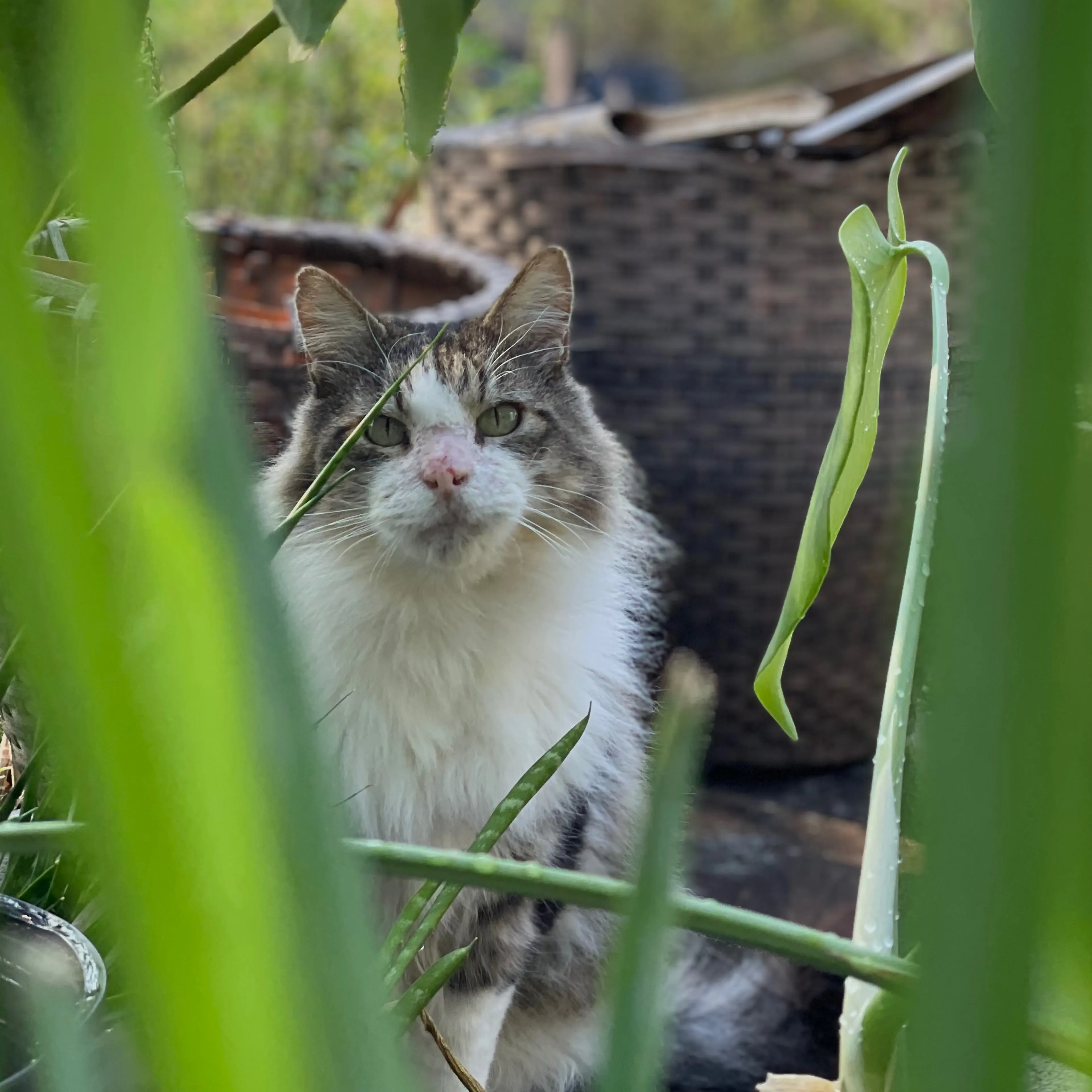 Lost pet-3
