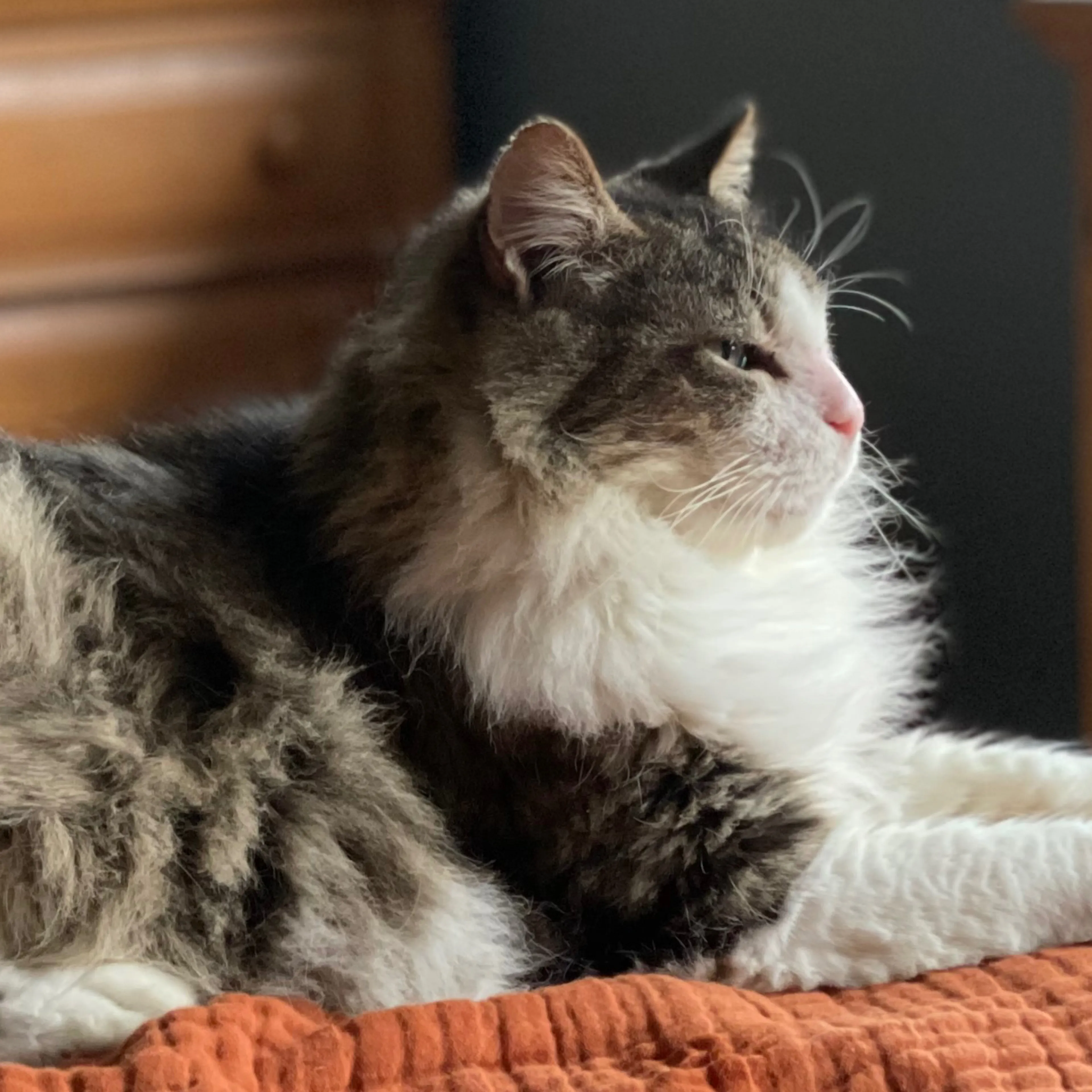 Lost pet-1