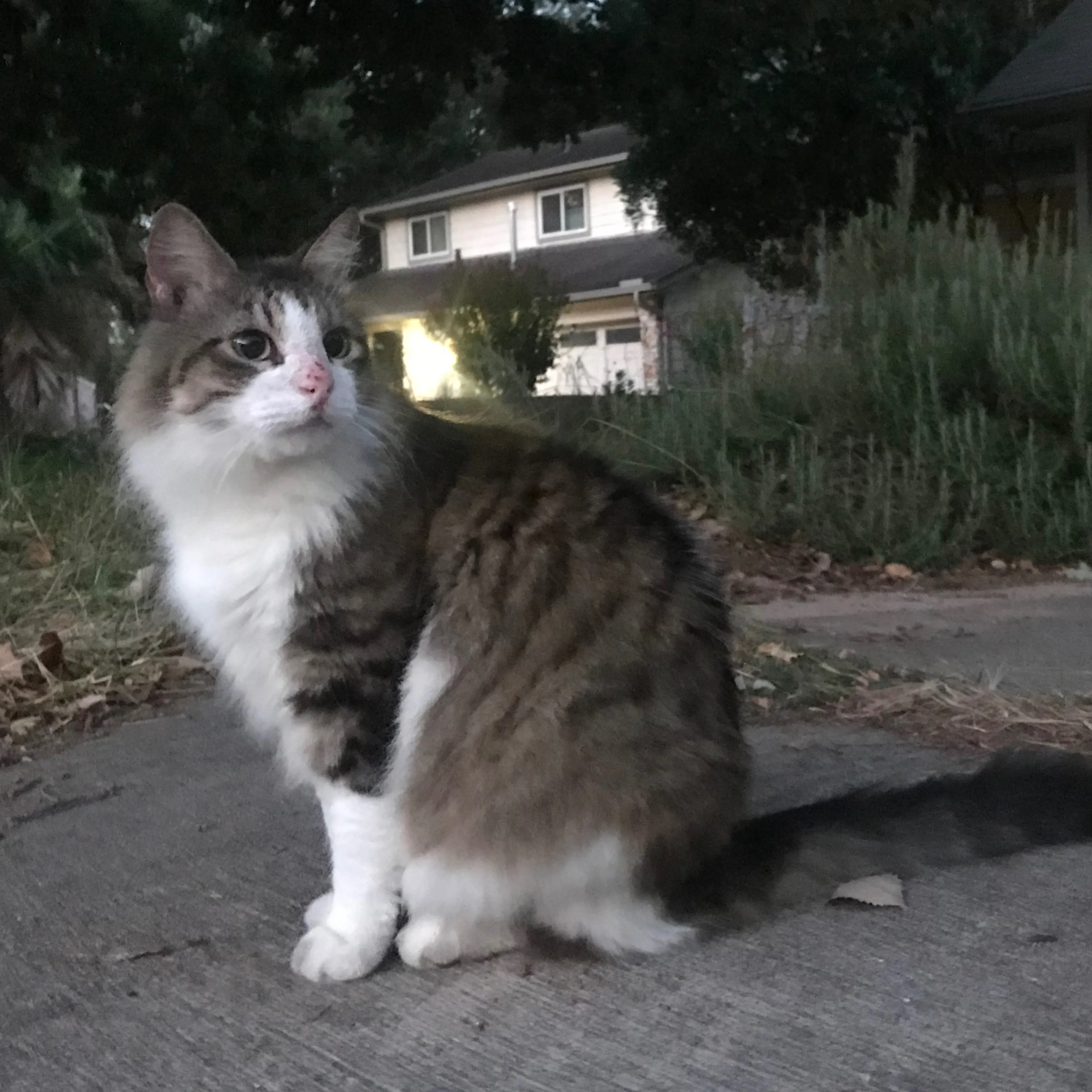 Lost pet-2