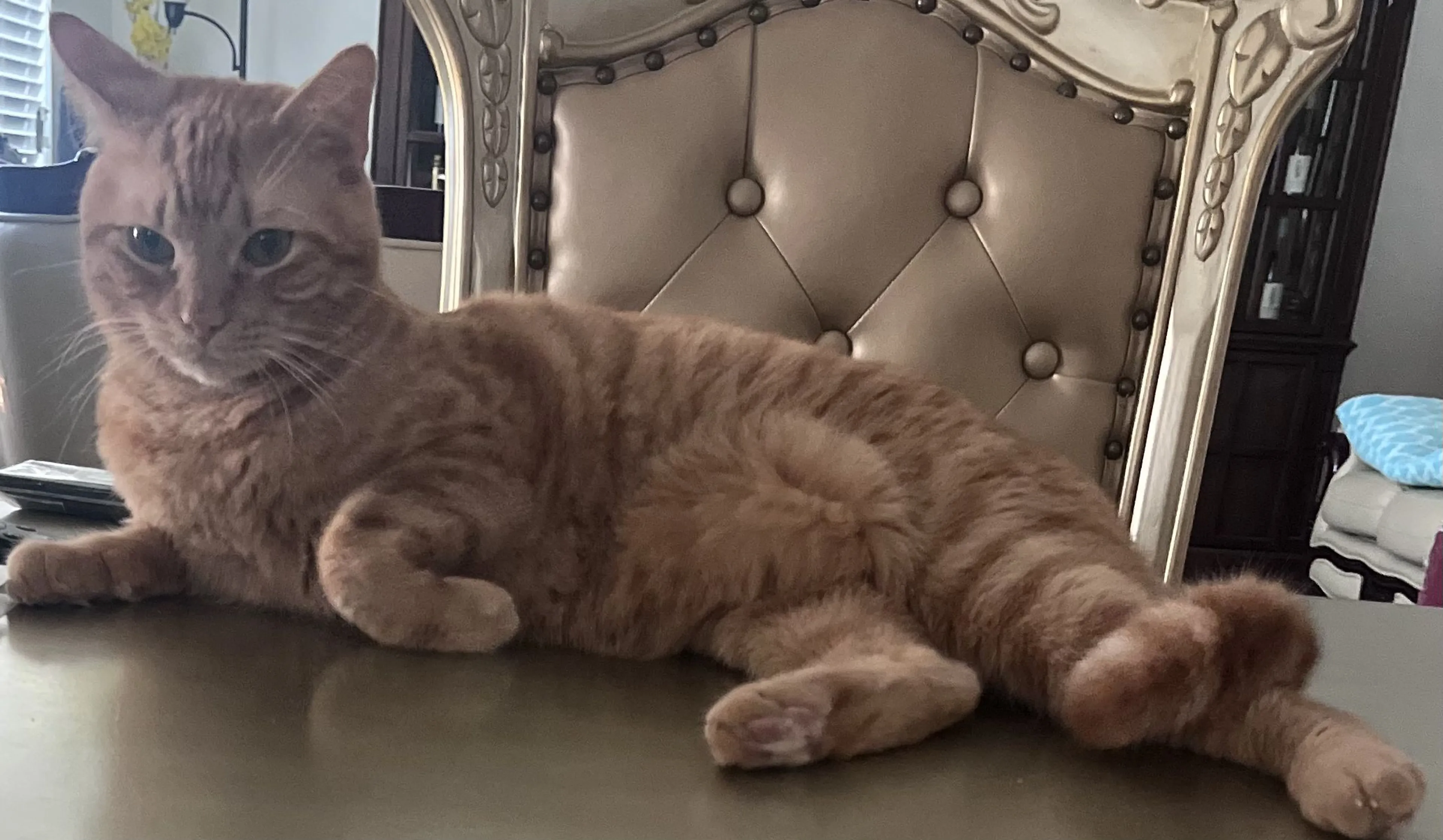 Lost pet