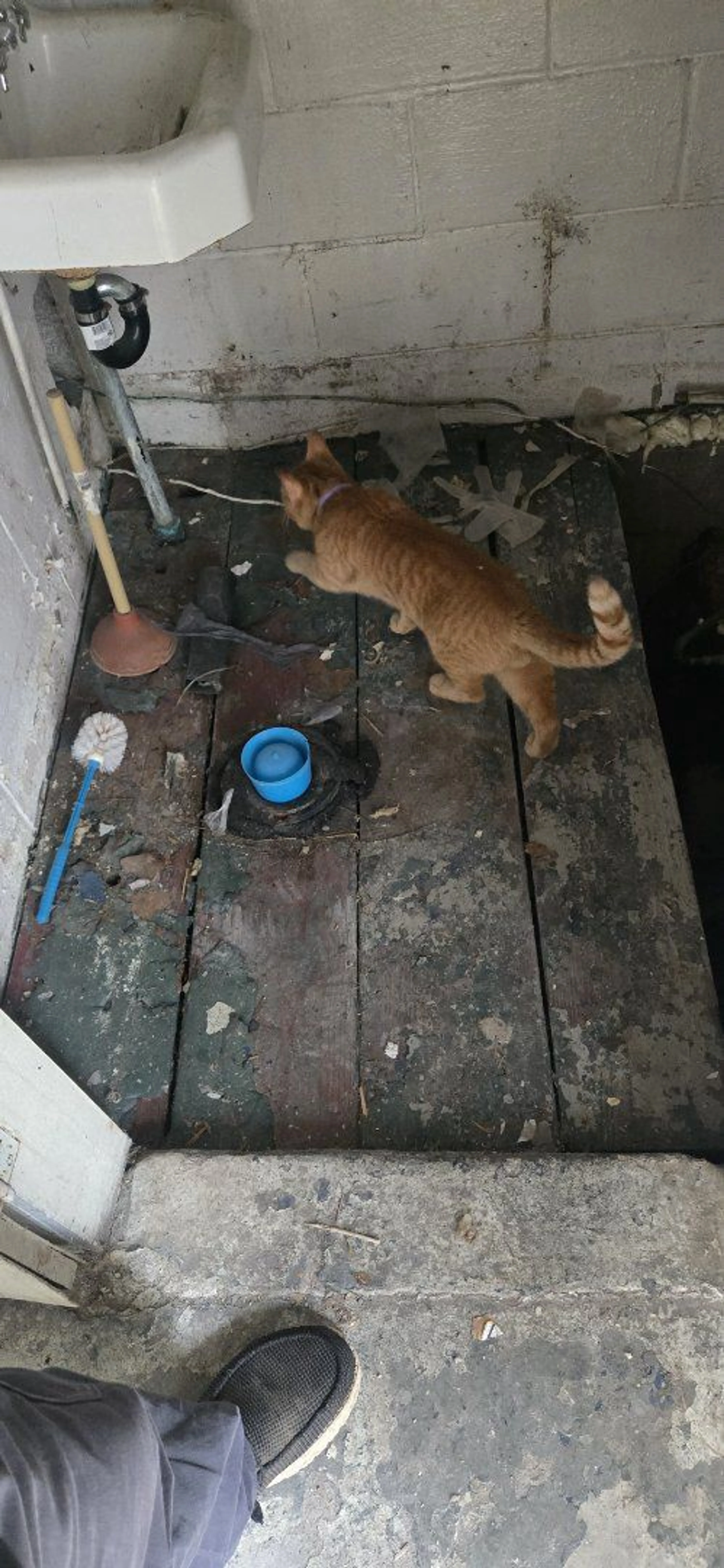 Lost pet-1