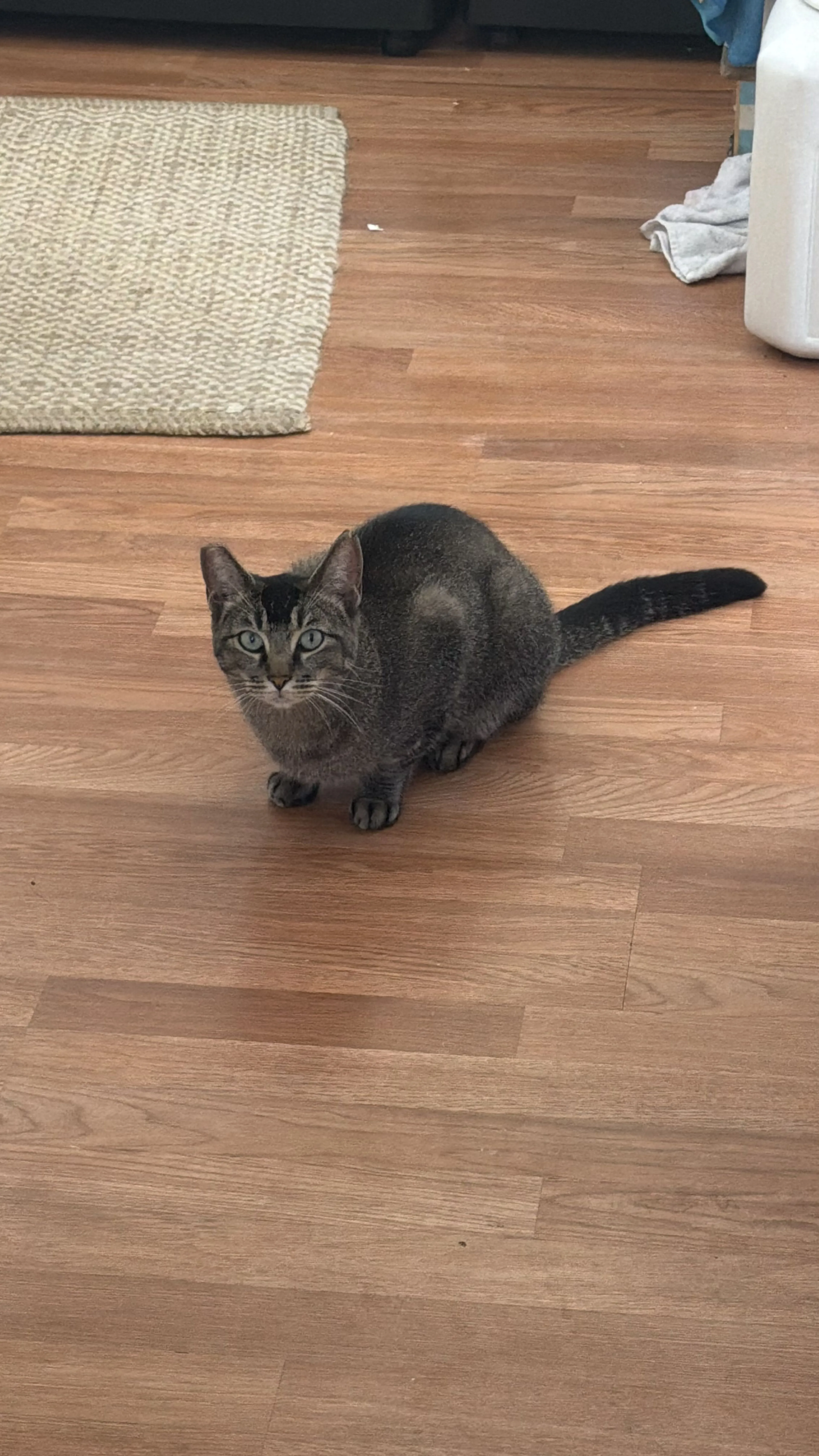 Lost pet