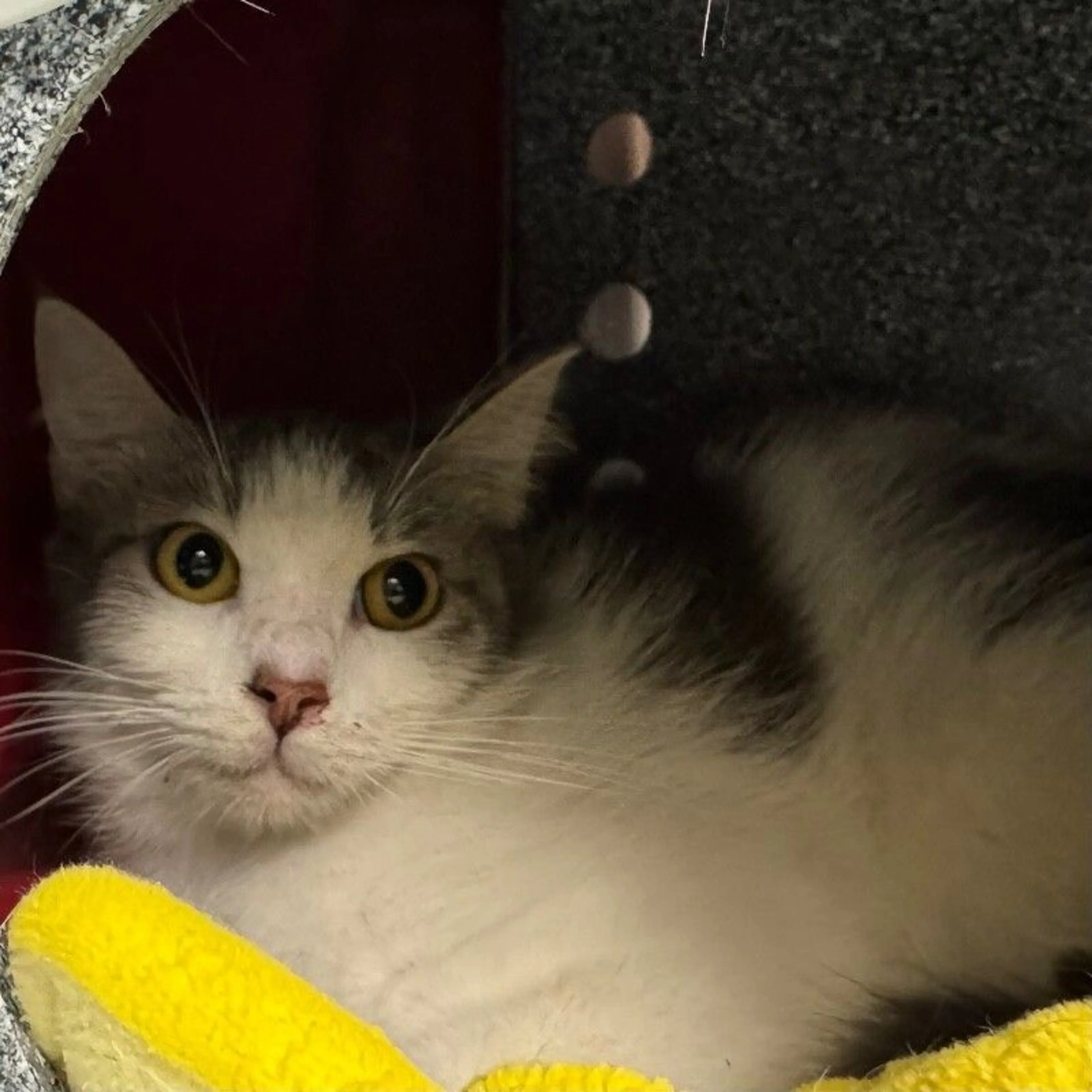 Found pet